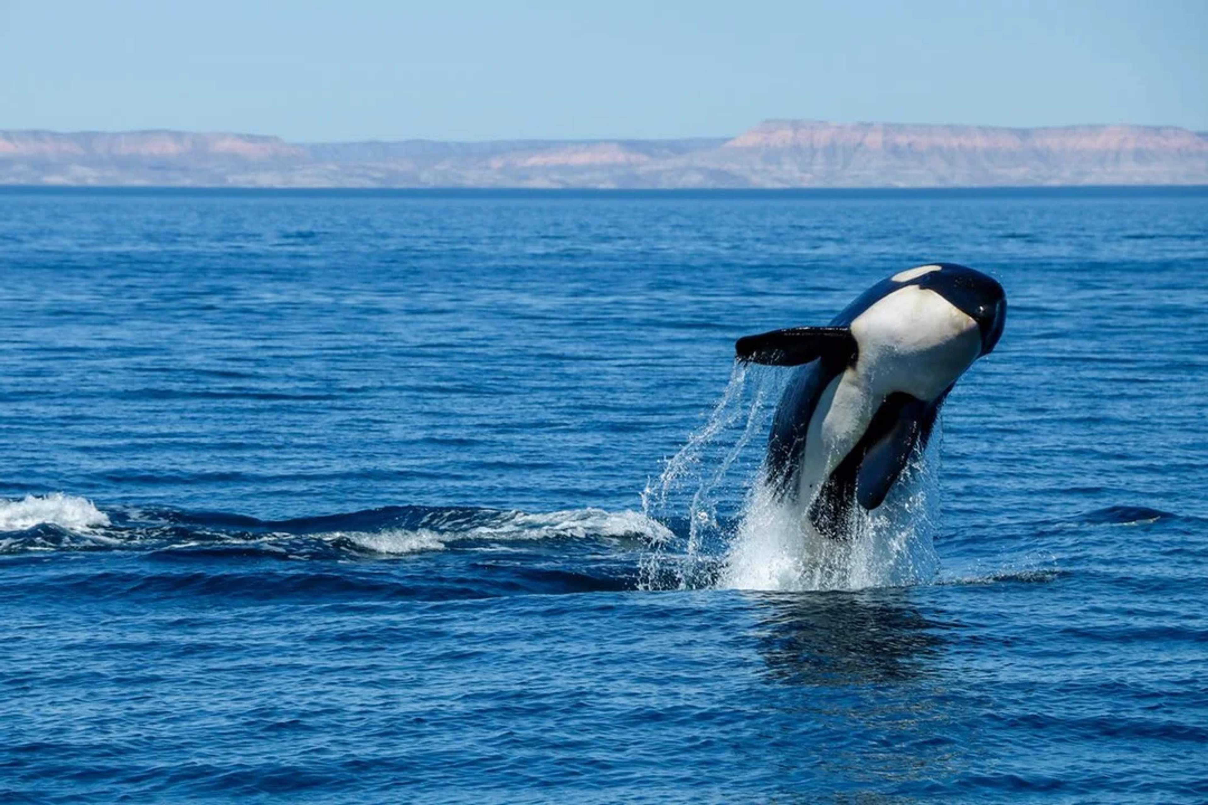 A powerful orca leaps from the deep blue sea with a rocky coastline in the distance.