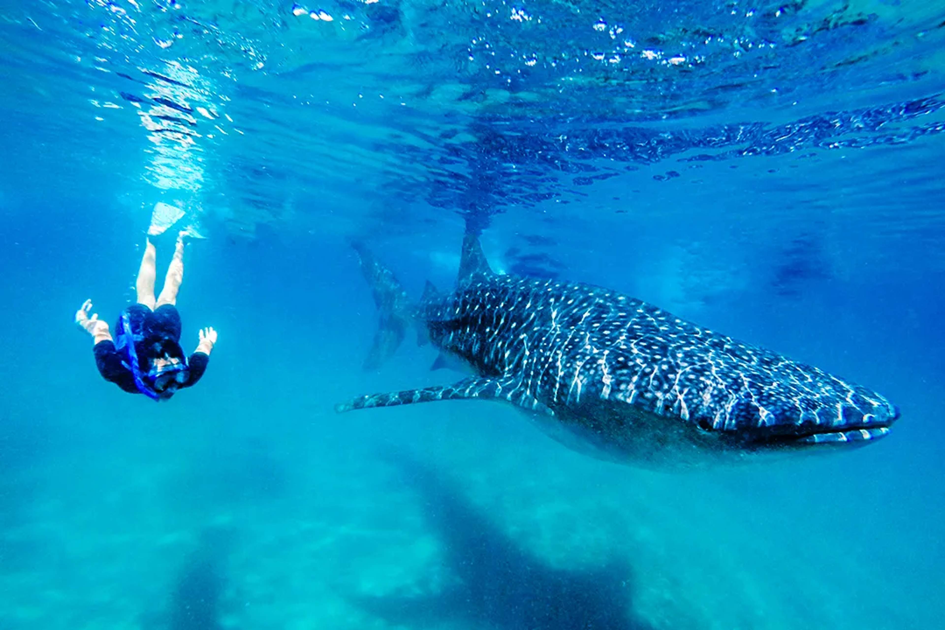 Swim with a whale shark in Los Cabos during a guided snorkeling adventure in the Sea of Cortez