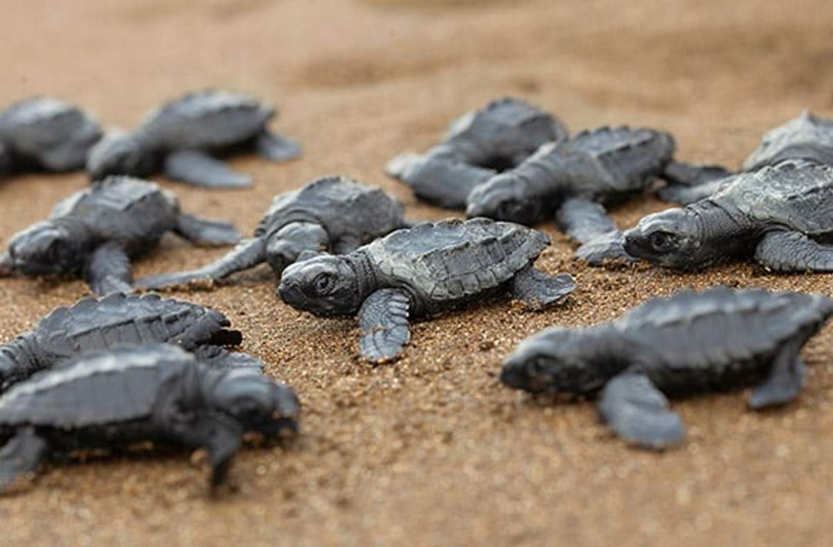 Tortugas marinas bebés eclosionan y se arrastran hacia el océano en una playa arenosa en Cabo, comenzando su viaje de vida.