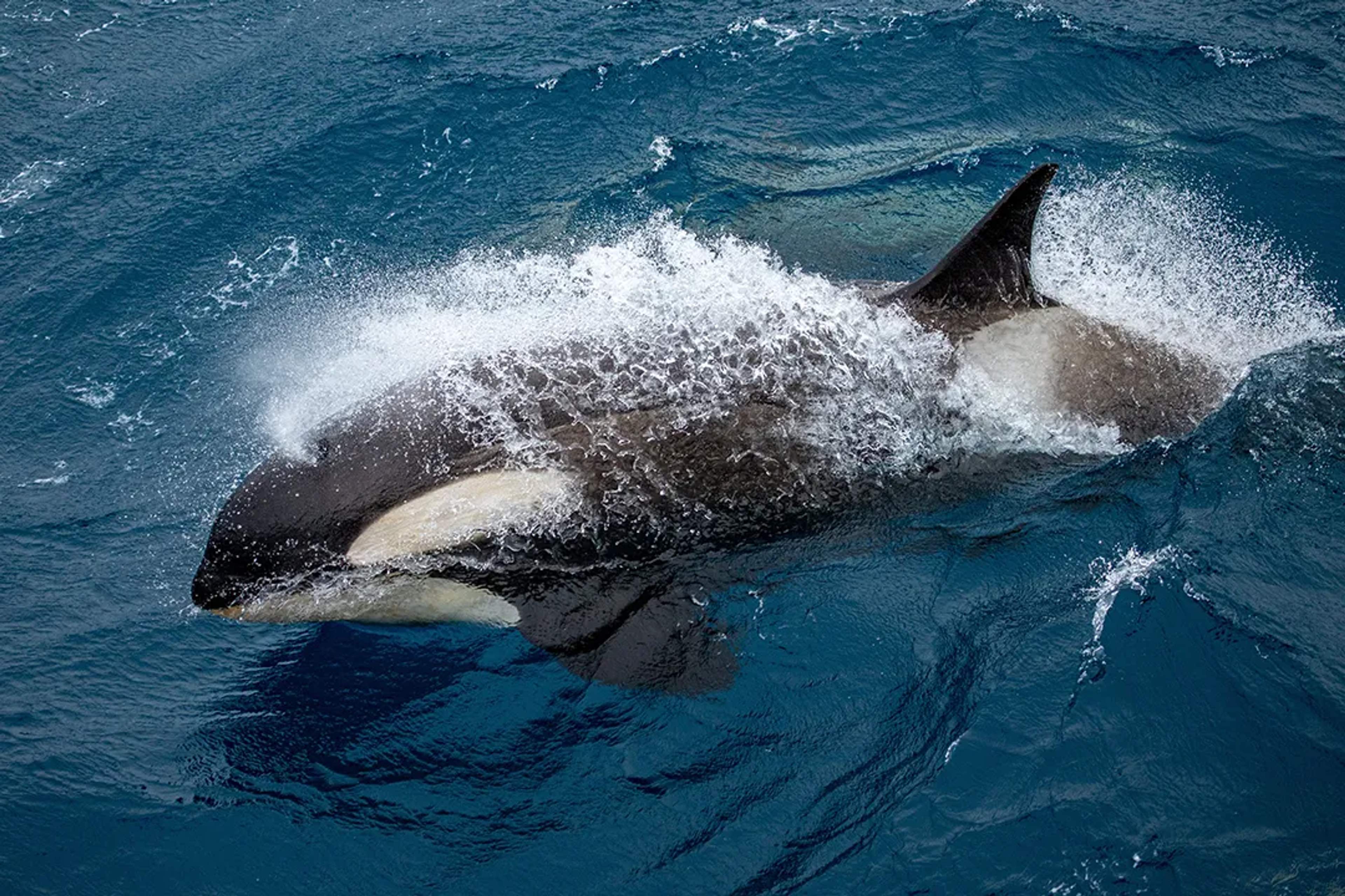 Orca nadando con fuerza en las aguas azules de Cabo San Lucas, México, durante la temporada de avistamiento de ballenas.