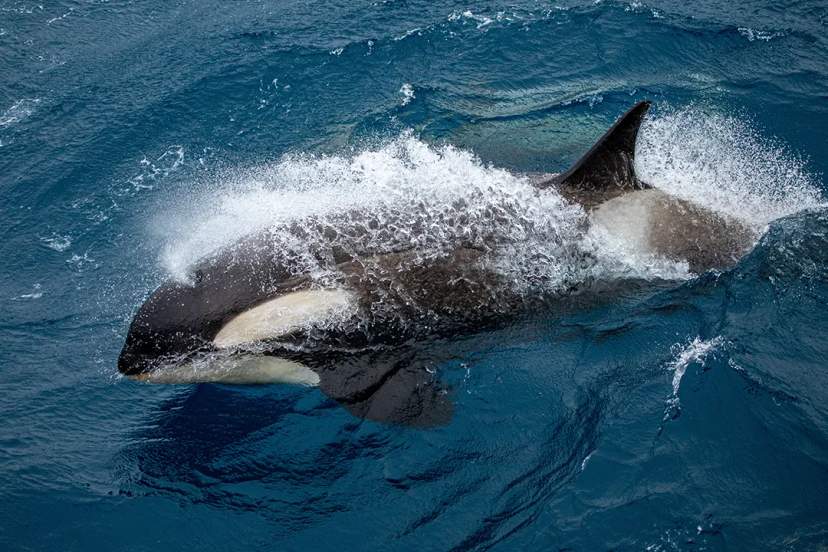 Orca whale swimming powerfully in the blue waters of Cabo San Lucas, Mexico, during whale watching season.