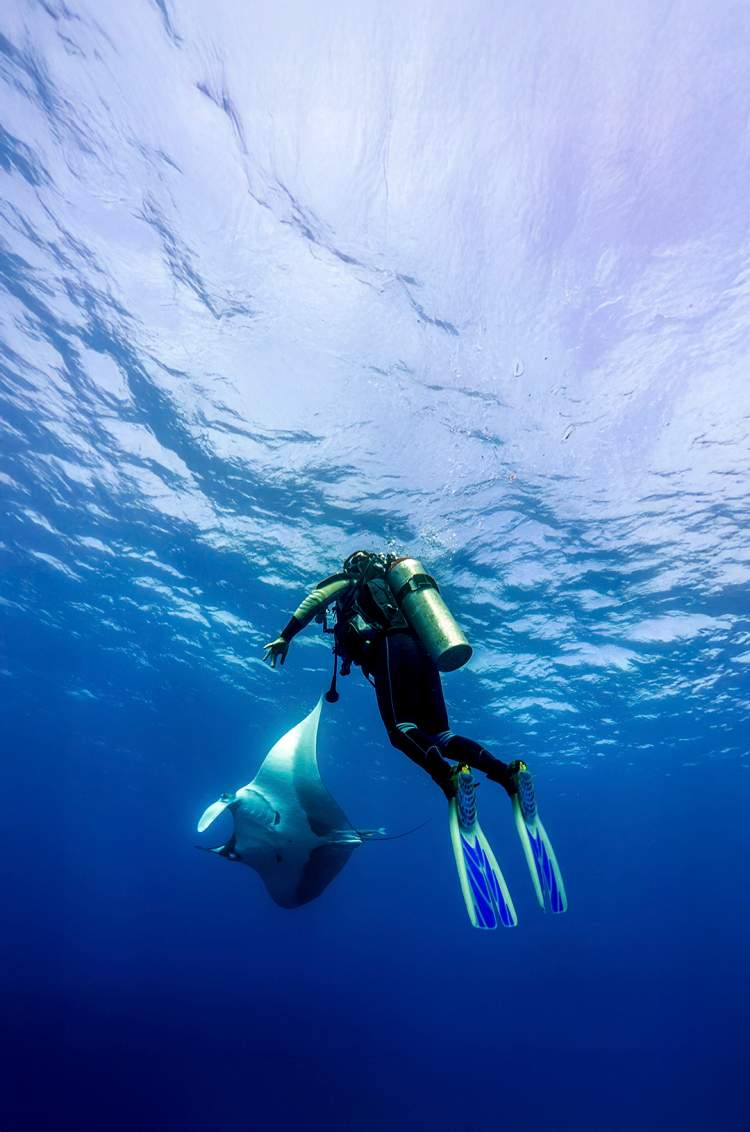 Buzo nadando junto a una majestuosa mantarraya en las profundidades del océano en Cabo San Lucas.