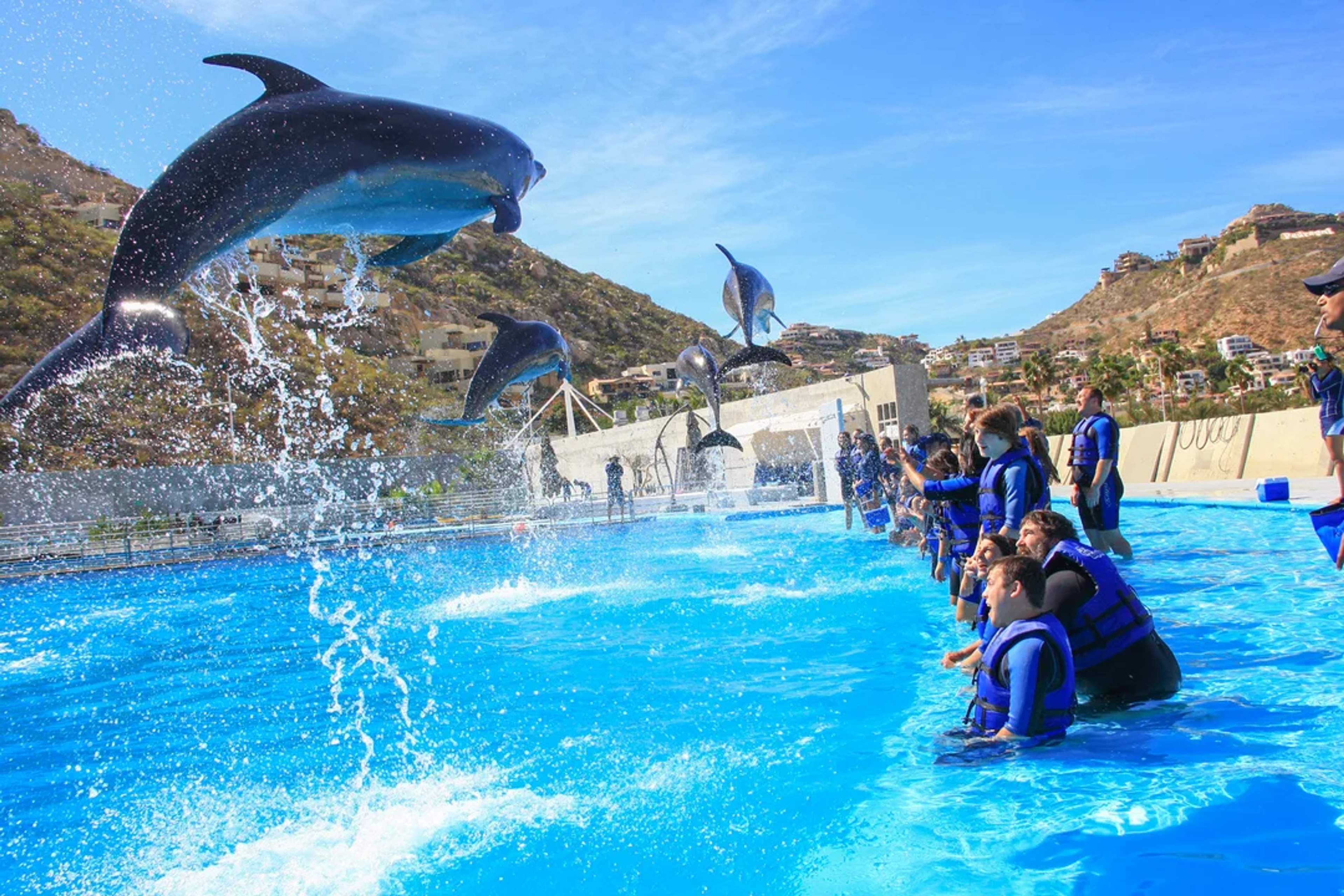 ¡Siente la emoción al ver a los delfines saltar frente a ti en esta aventura marina inolvidable!