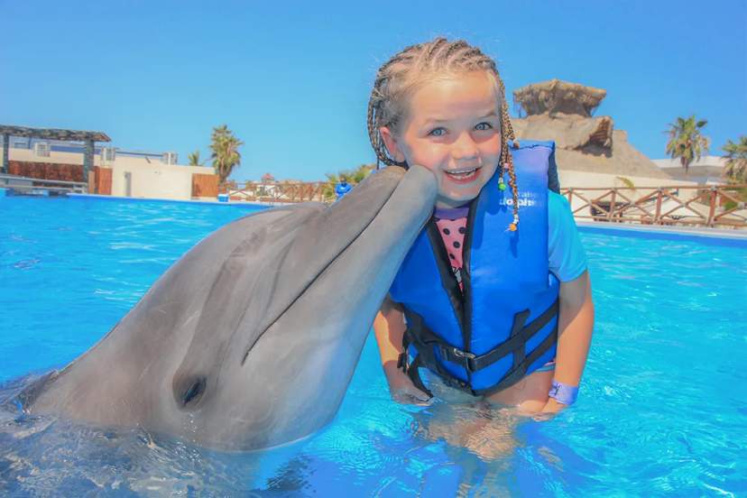 Cabo Dolphins: What To Expect With Each Dolphin Experience