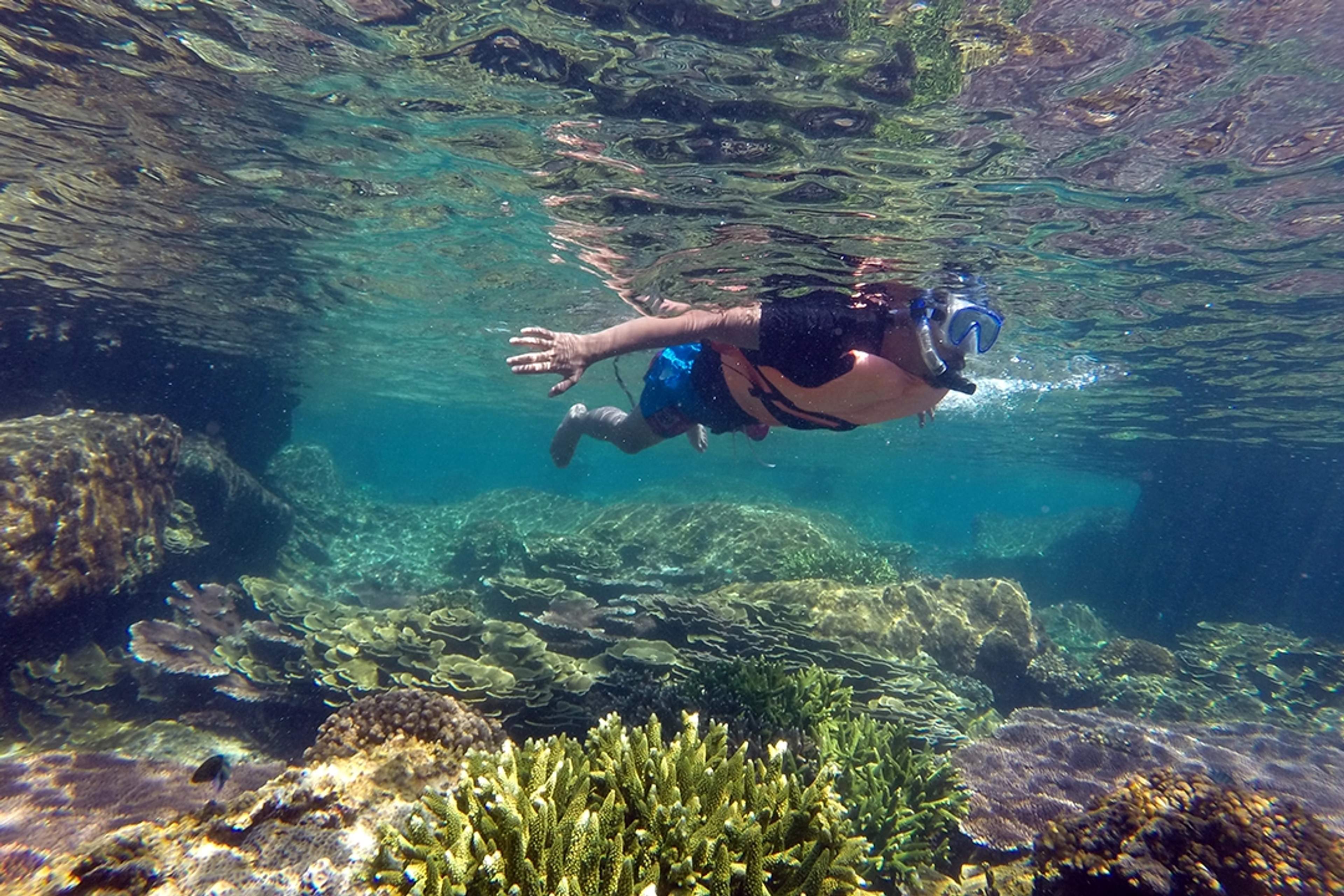 A snorkeler explores vibrant coral reefs in clear turquoise water, surrounded by diverse marine life.