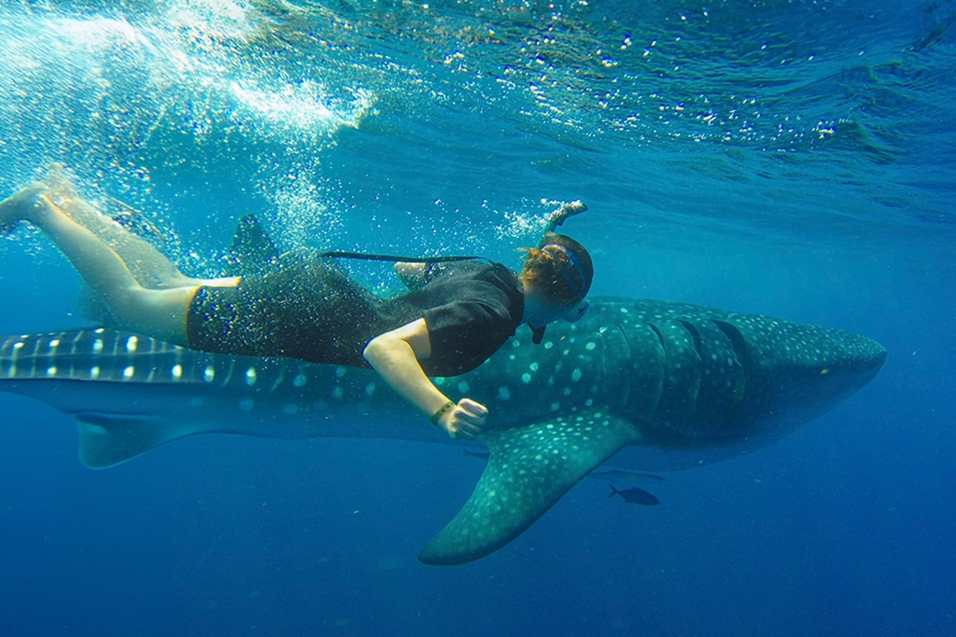 A swimmer with snorkeling gear glides alongside a massive whale shark in clear blue waters.