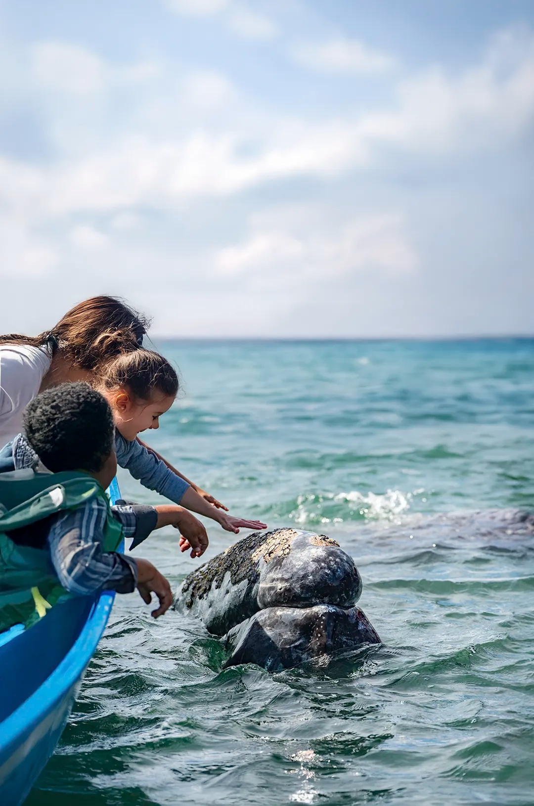 Tourists on a boat reach out to touch a gray whale's head as it surfaces in calm ocean waters under a cloudy sky.