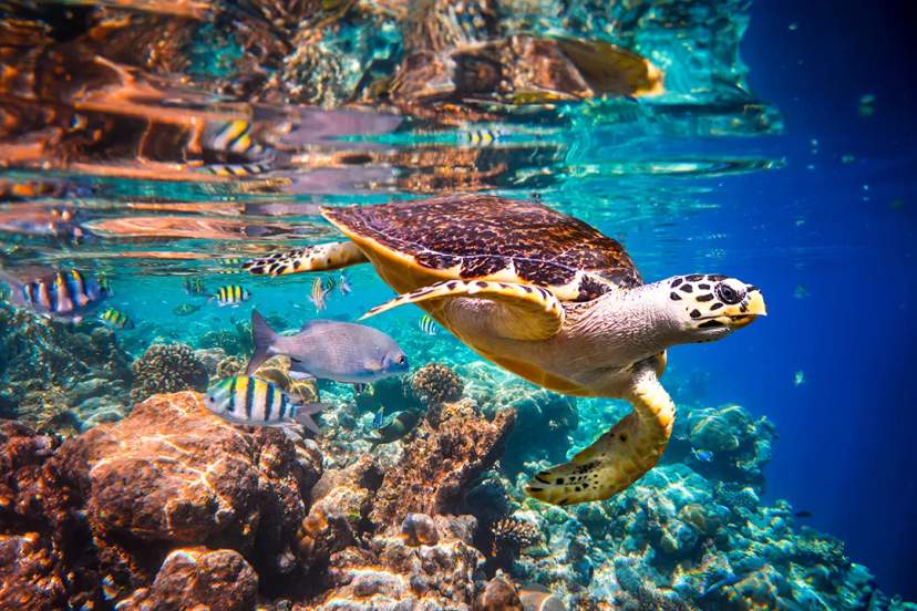 Cabo Marine Life