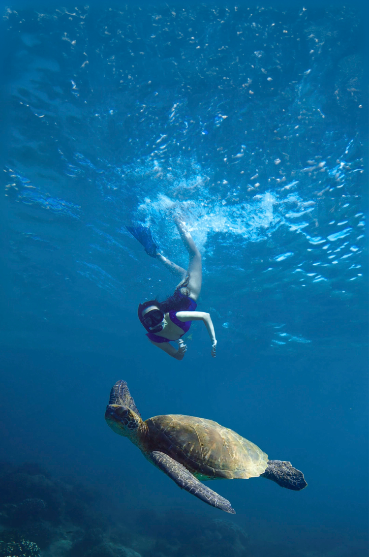 A snorkeler swims near a sea turtle in the clear blue waters, capturing an underwater adventure in Cabo.