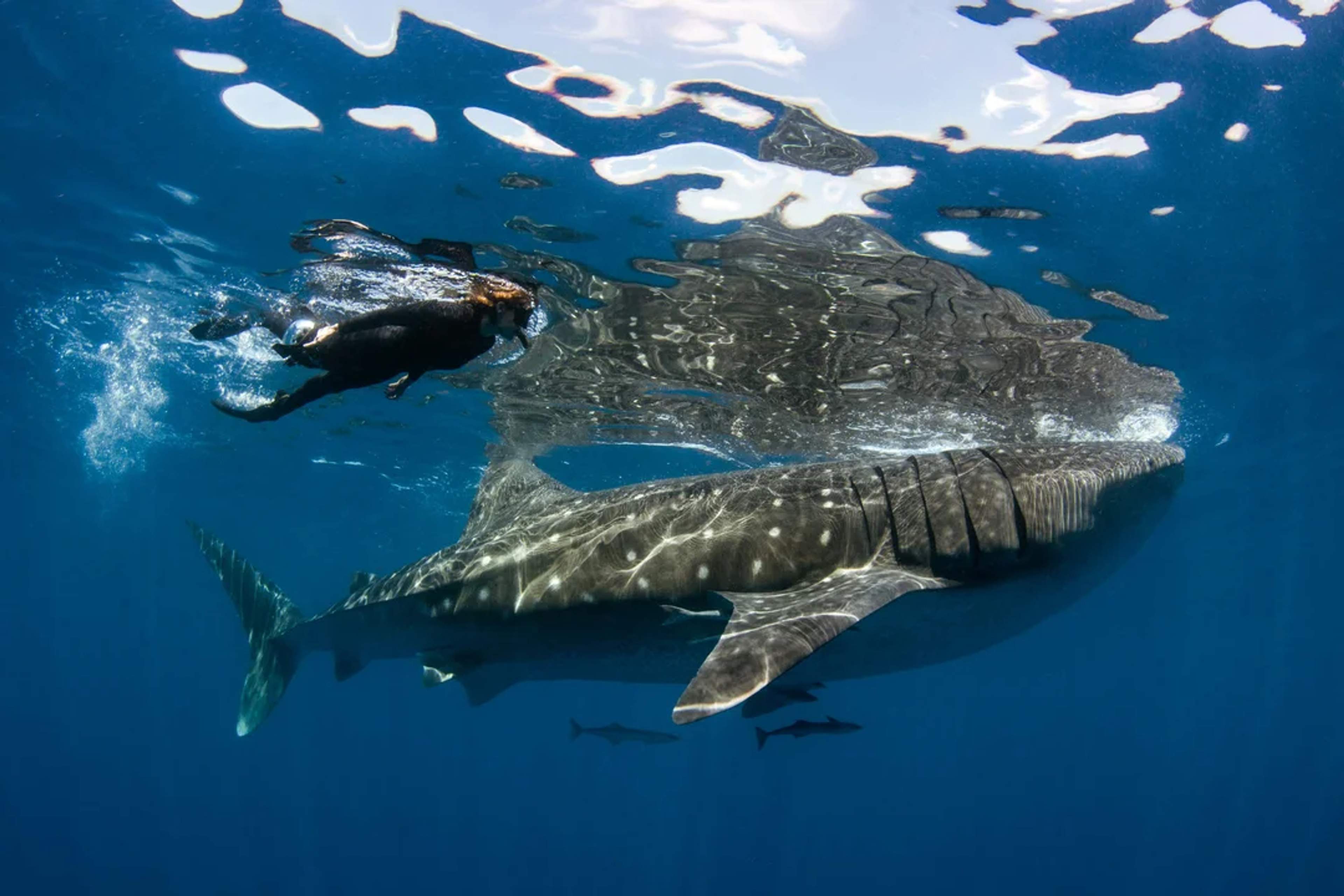 Whale Shark