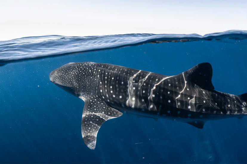 Whale shark swimming in clear blue ocean waters in Cabo.