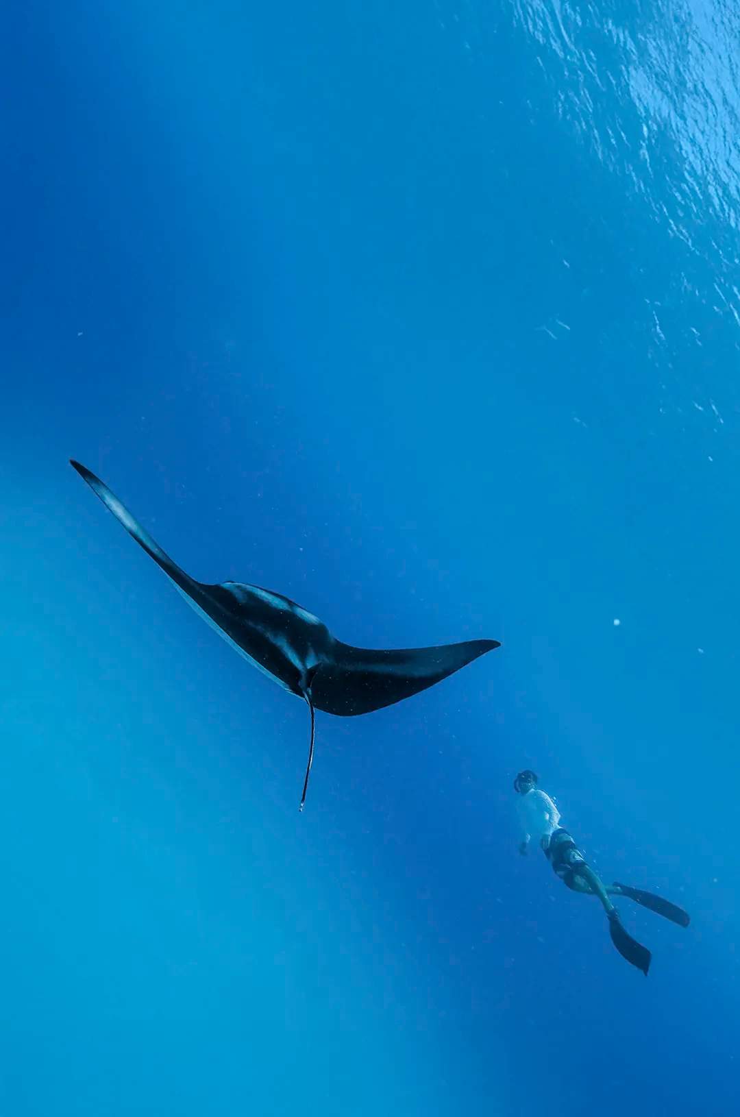 Diver swims alongside a majestic giant manta ray in the deep blue waters of Baja.