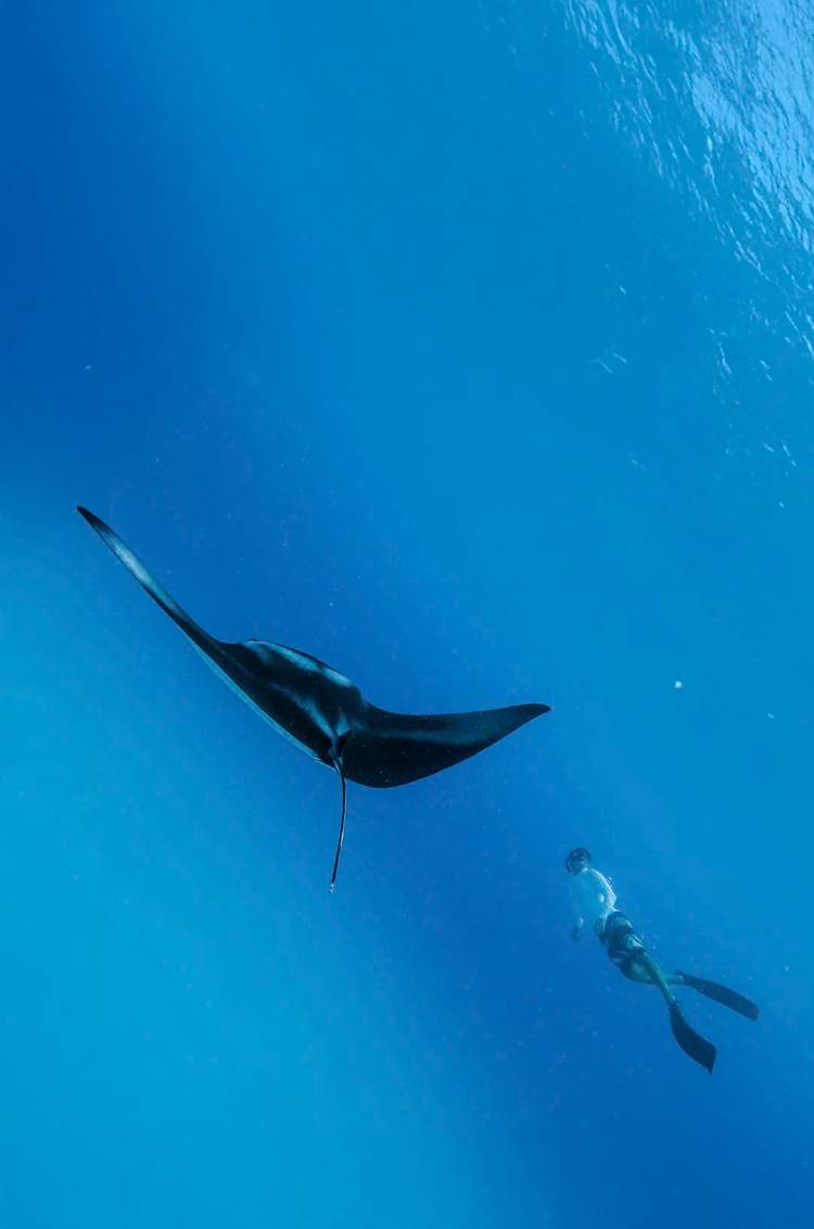 Diver swims alongside a majestic giant manta ray in the deep blue waters of Baja.