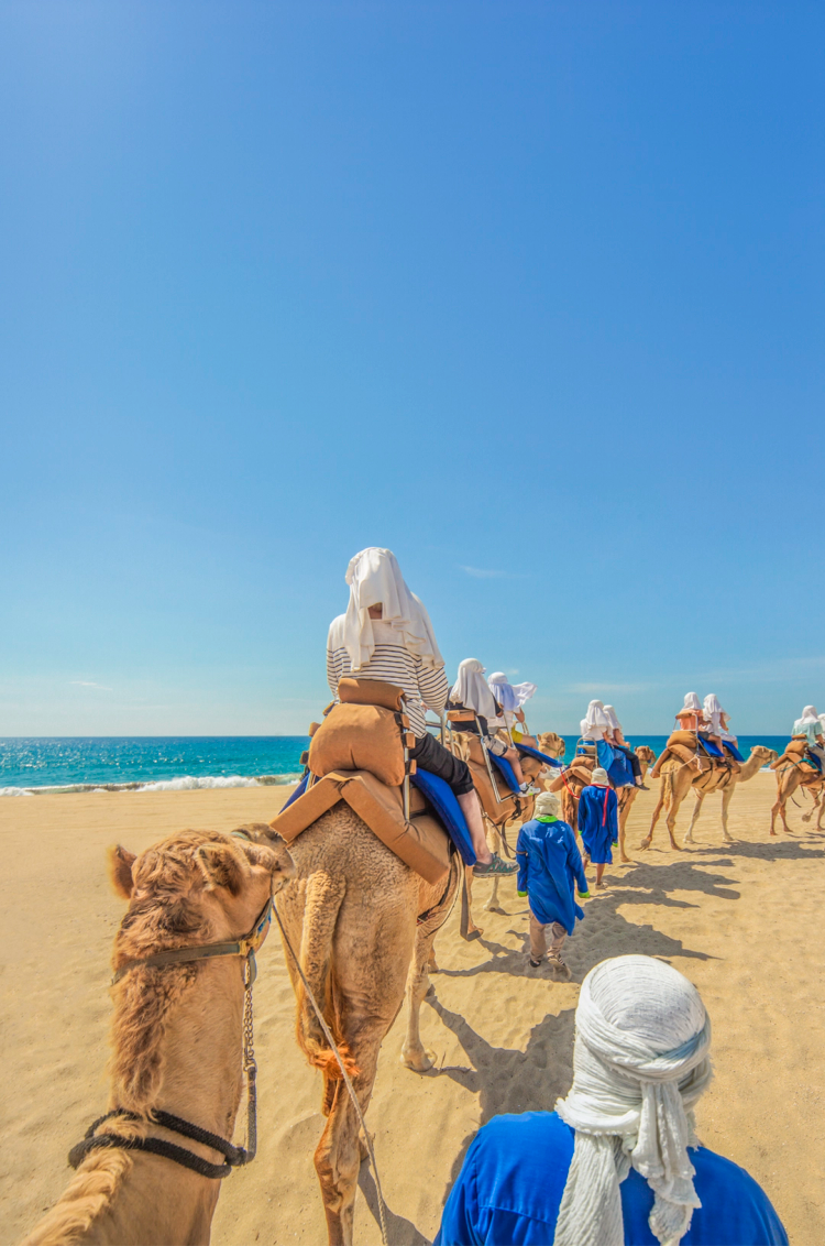 Camel caravan walking along the beach with tourists as the guide leads them