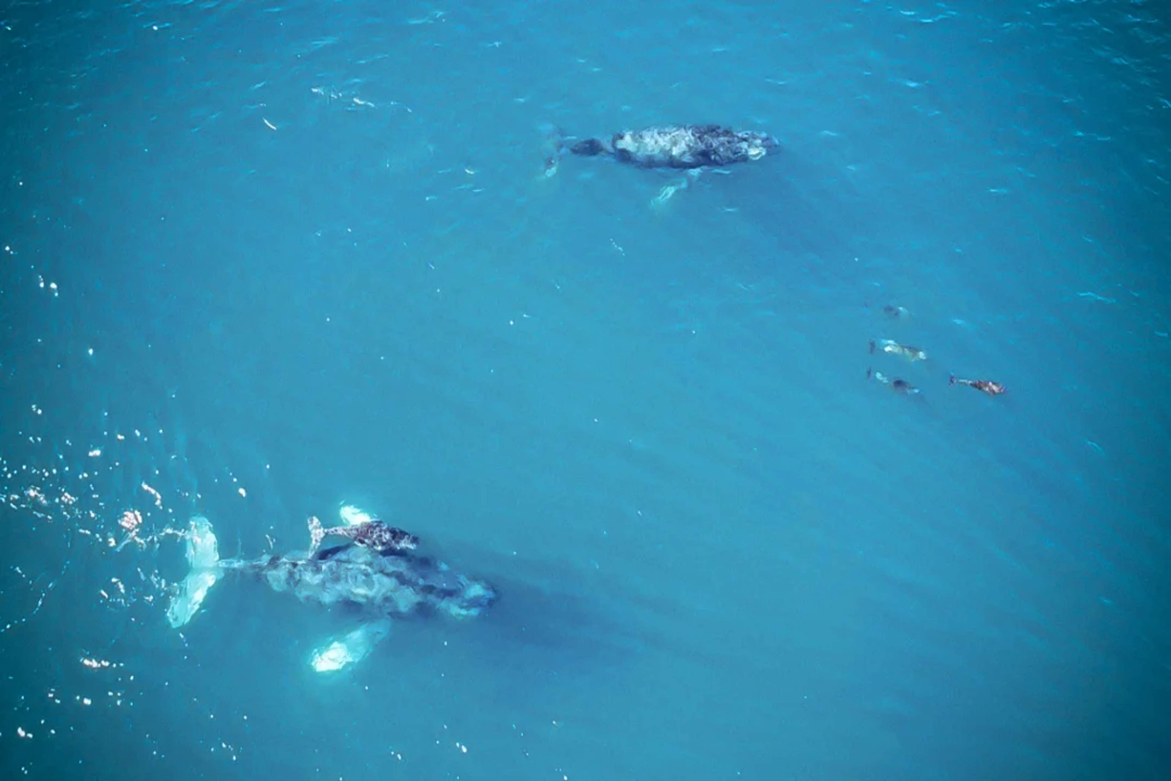 Aerial view of whales and dolphins swimming peacefully in the clear blue ocean.