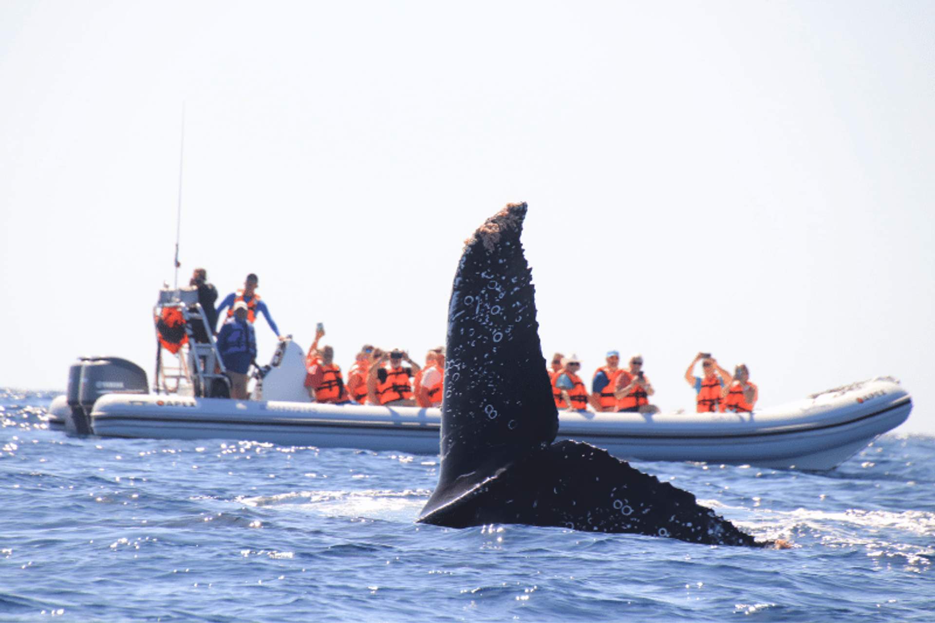 Un grupo de turistas en un bote observando la aleta de una ballena emerger del agua durante un tour de avistamiento de ballenas.