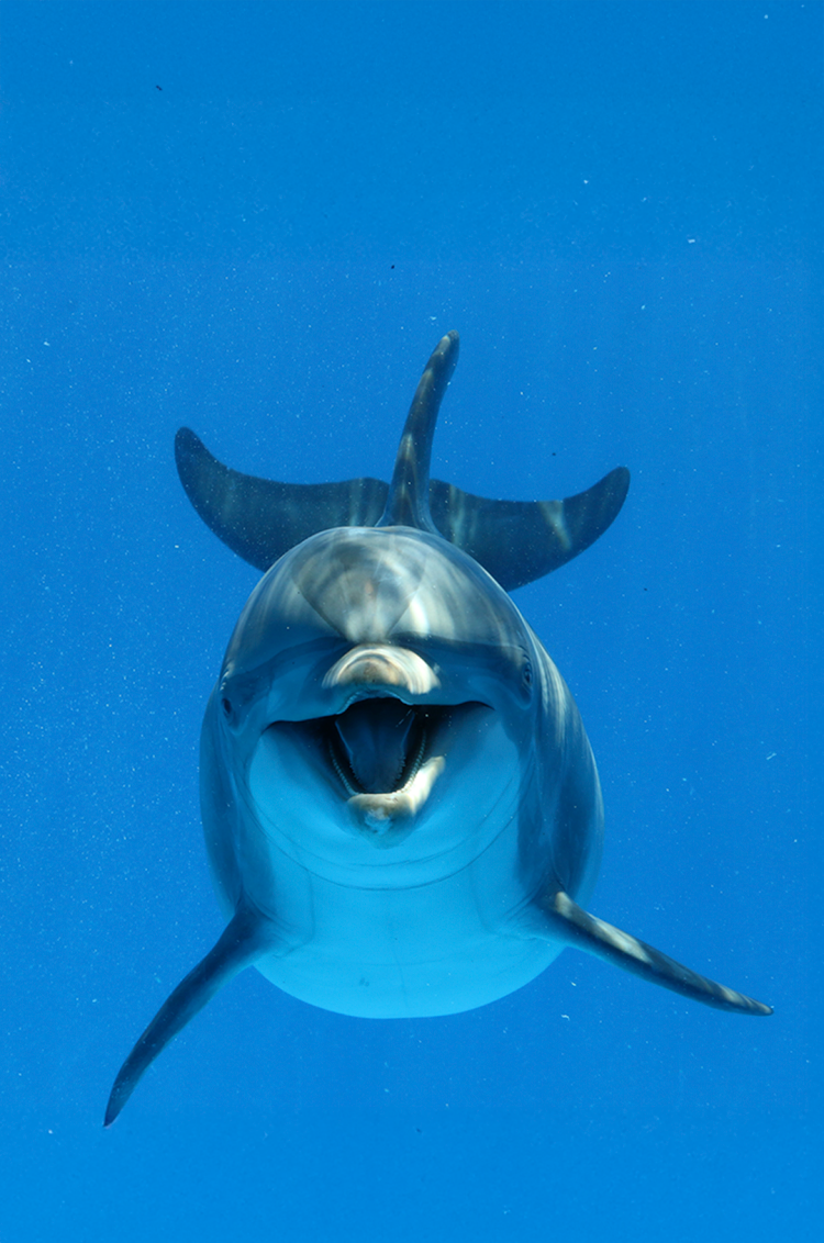 Dolphin swimming
