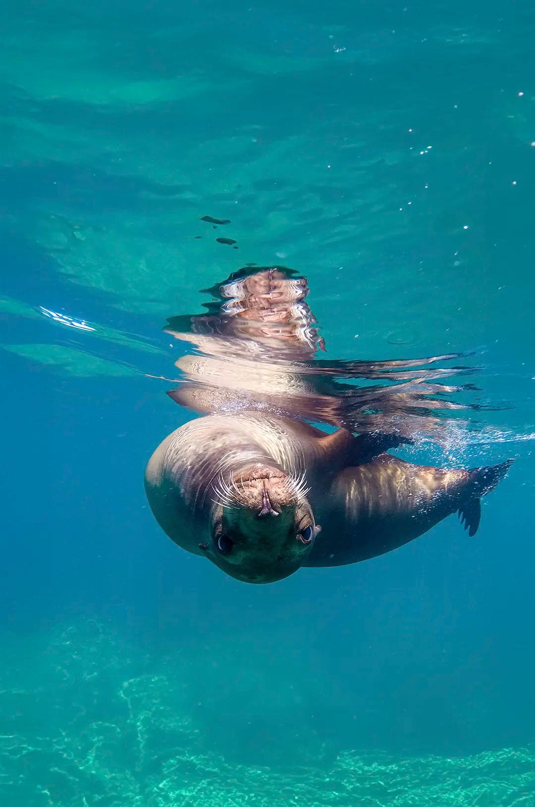 Playful sea lion swimming underwater in the Sea of Cortez near Espiritu Santo Island, Mexico.