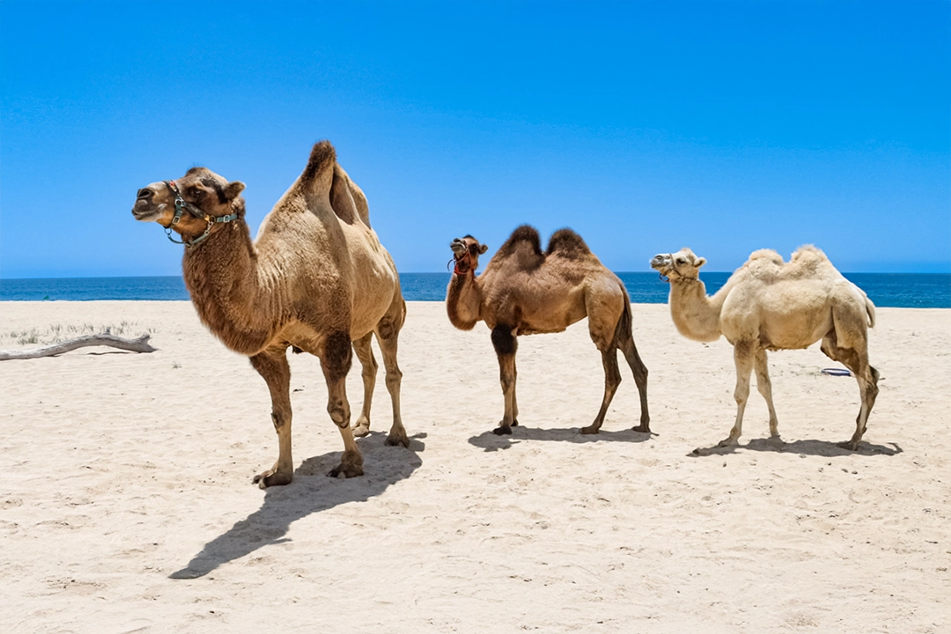 Tres camellos de pie en una playa de arena con el océano y un cielo azul claro al fondo.