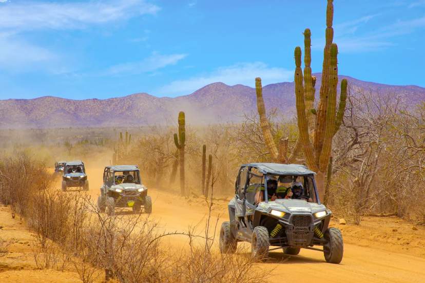 Vehículos UTV recorren un sendero desértico entre cactus y montañas bajo un cielo despejado.