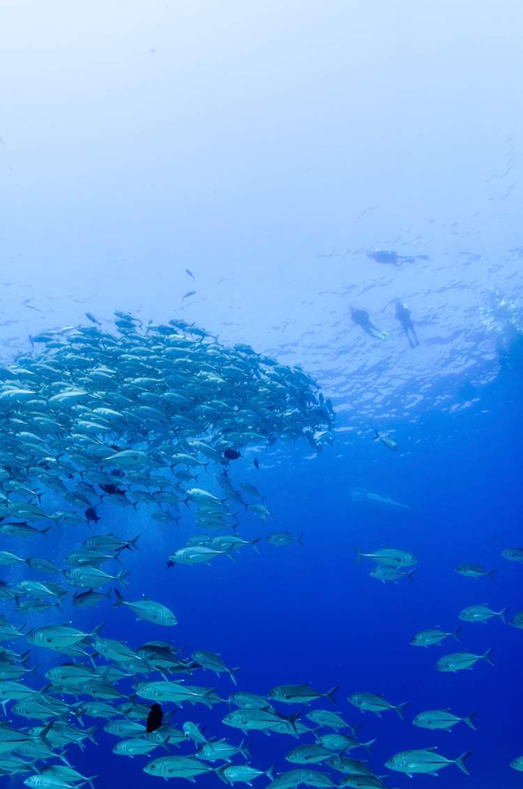 A large school of fish swims in the deep blue ocean, with a few divers visible in the background.