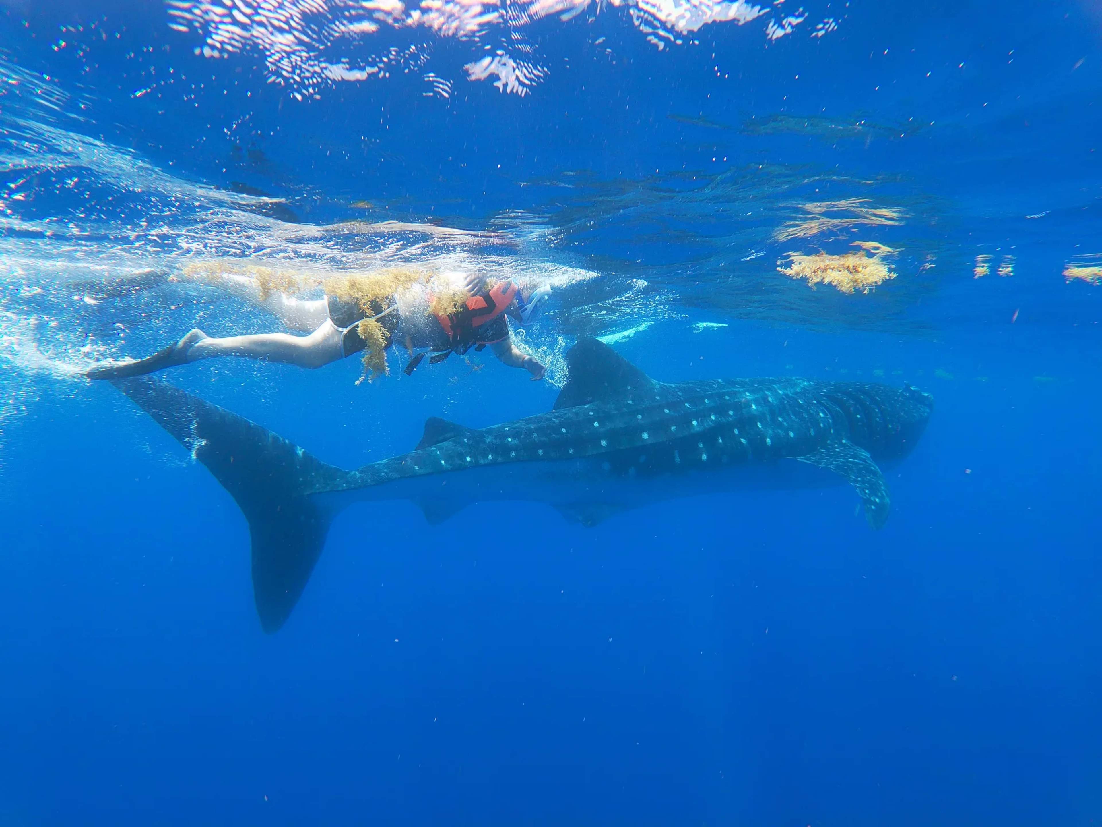 A snorkeler glides alongside a massive whale shark in clear blue ocean waters during an open-water guided tour.