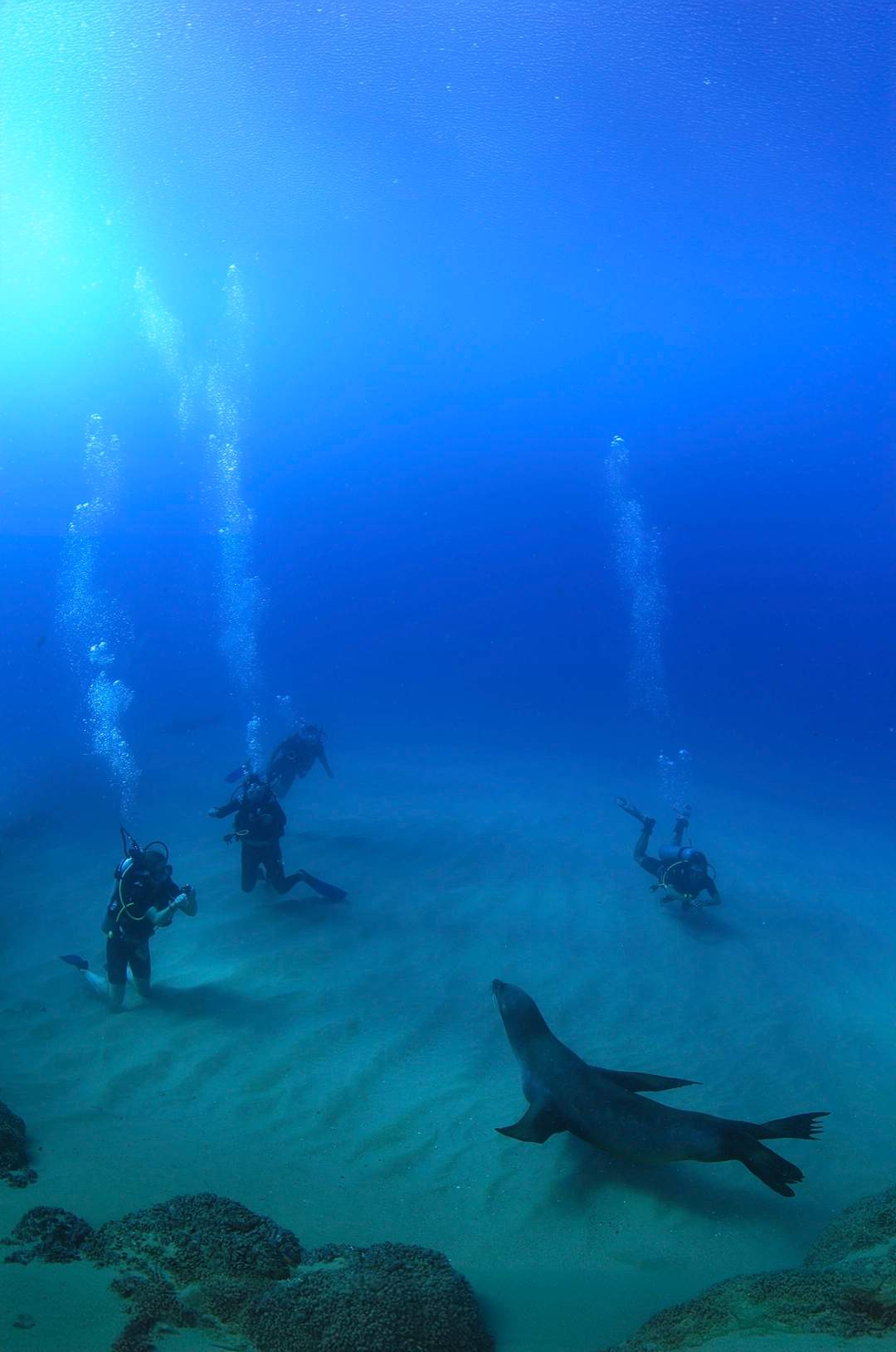 Scuba divers observing a sea lion swimming gracefully over the sandy ocean floor in clear blue water.