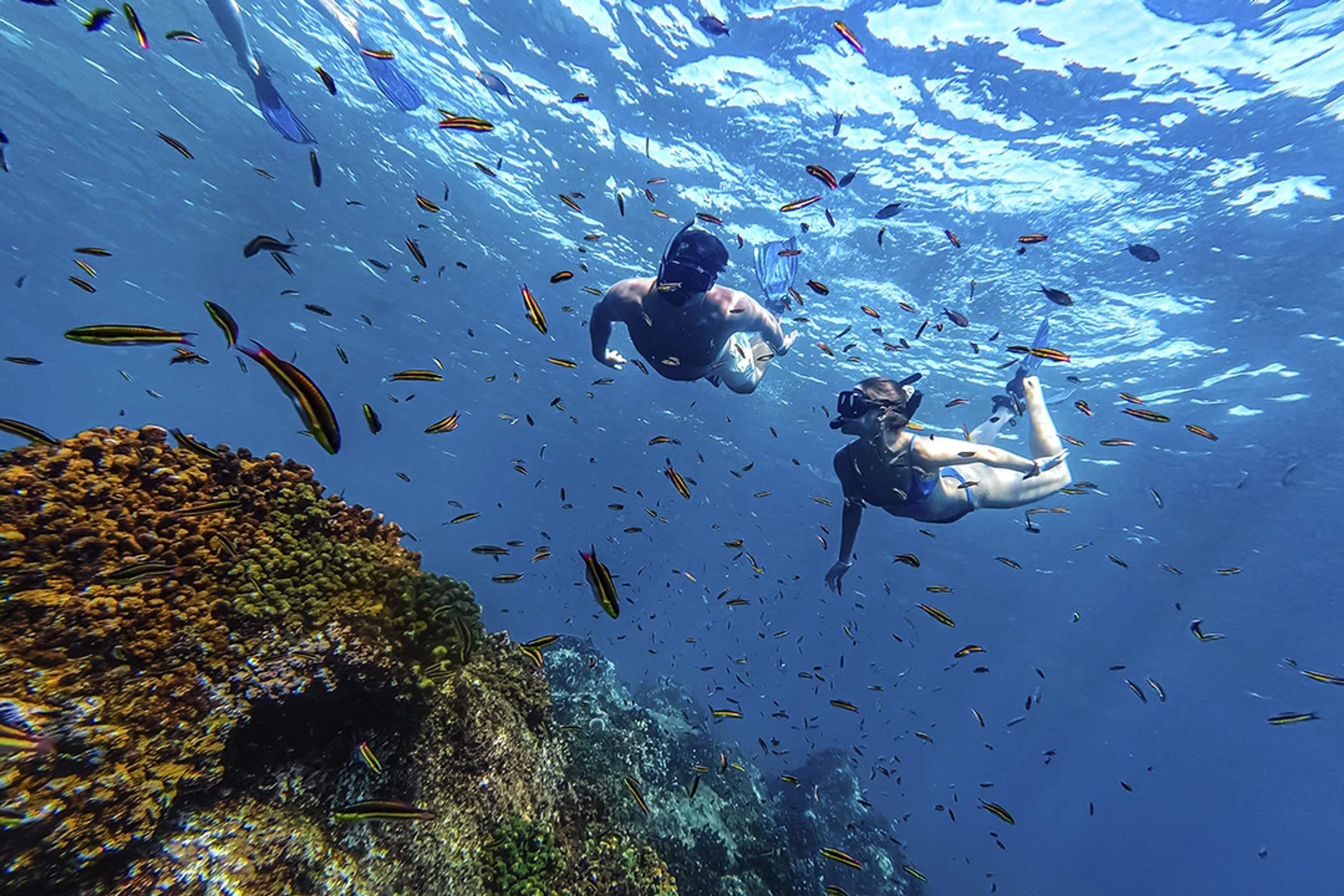 Two snorkelers explore vibrant coral reefs surrounded by colorful fish, creating a lively underwater scene.
