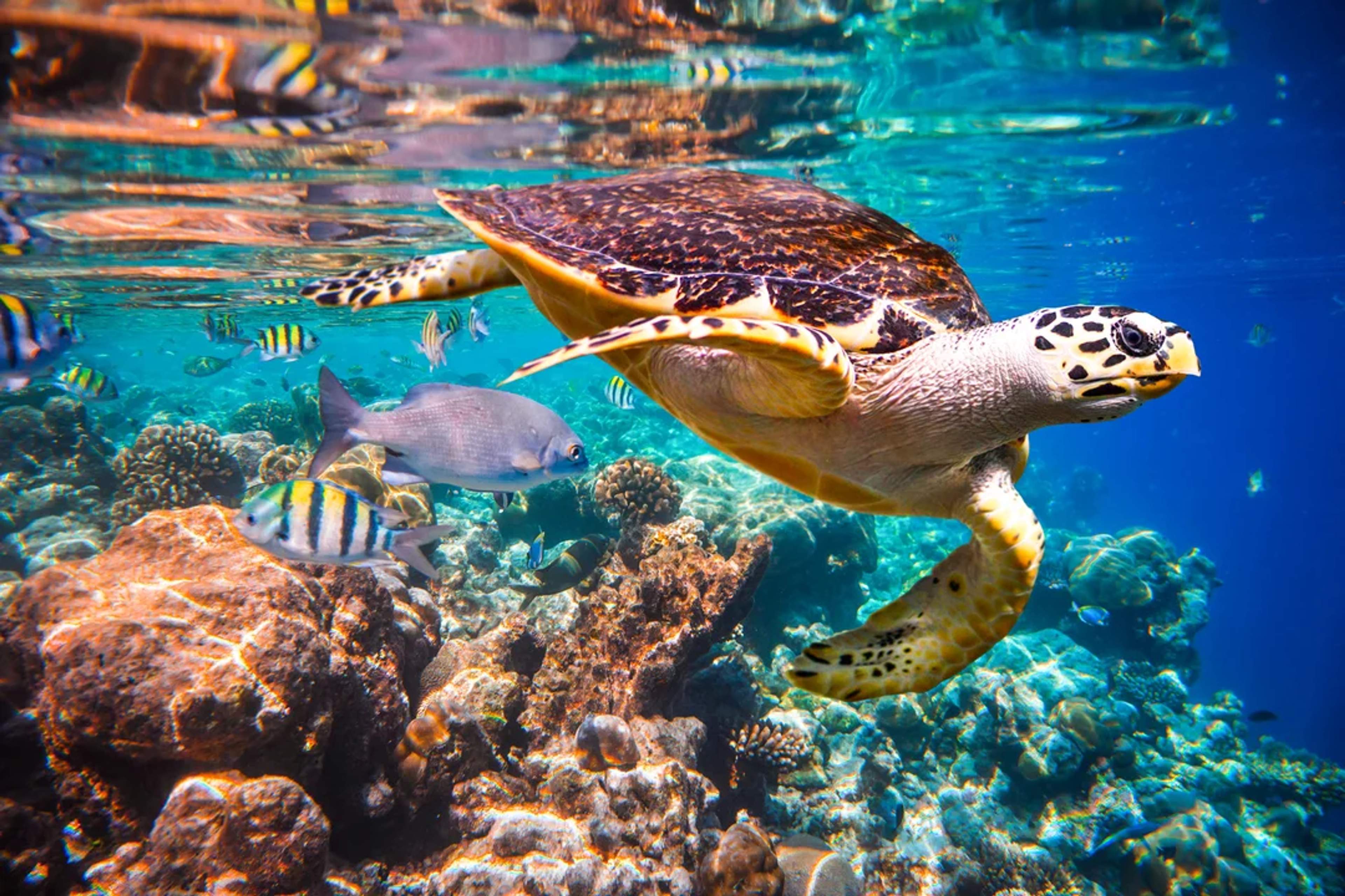 Sea turtle swimming in Cabo Pulmo's clear waters, surrounded by colorful fish and coral reefs, showcasing the vibrant marine life.