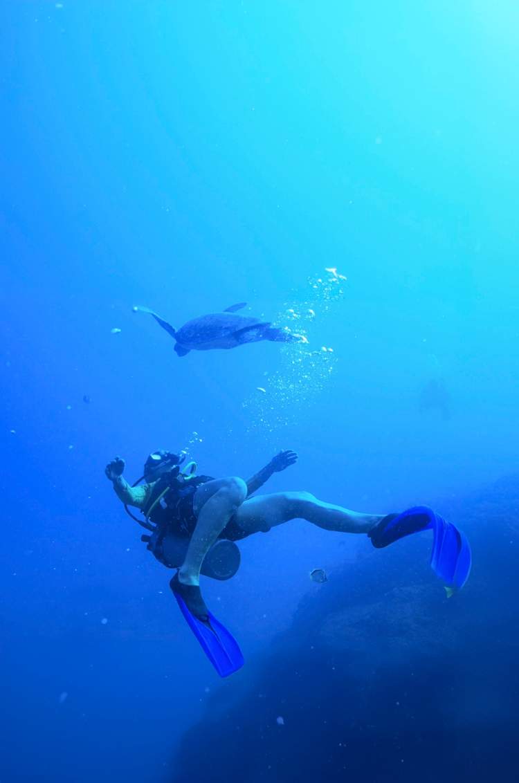 Two divers explore an underwater reef, observing corals and marine life