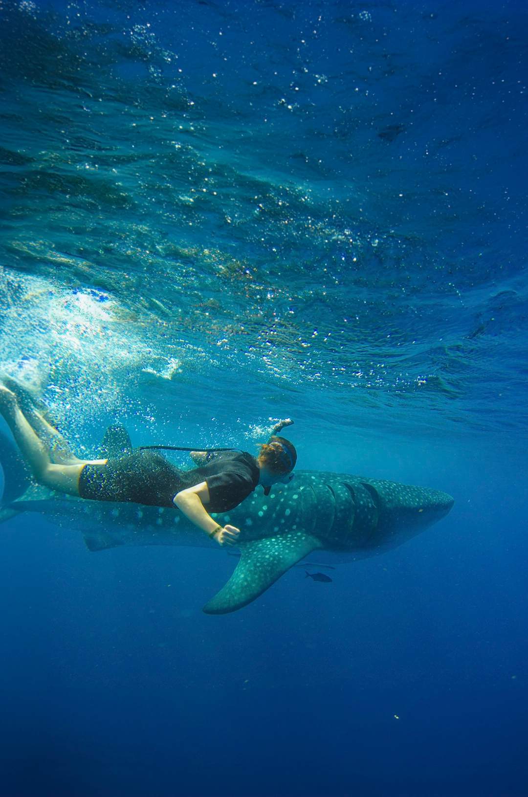 A snorkeler swimming alongside a whale shark in Cabo's clear blue waters.