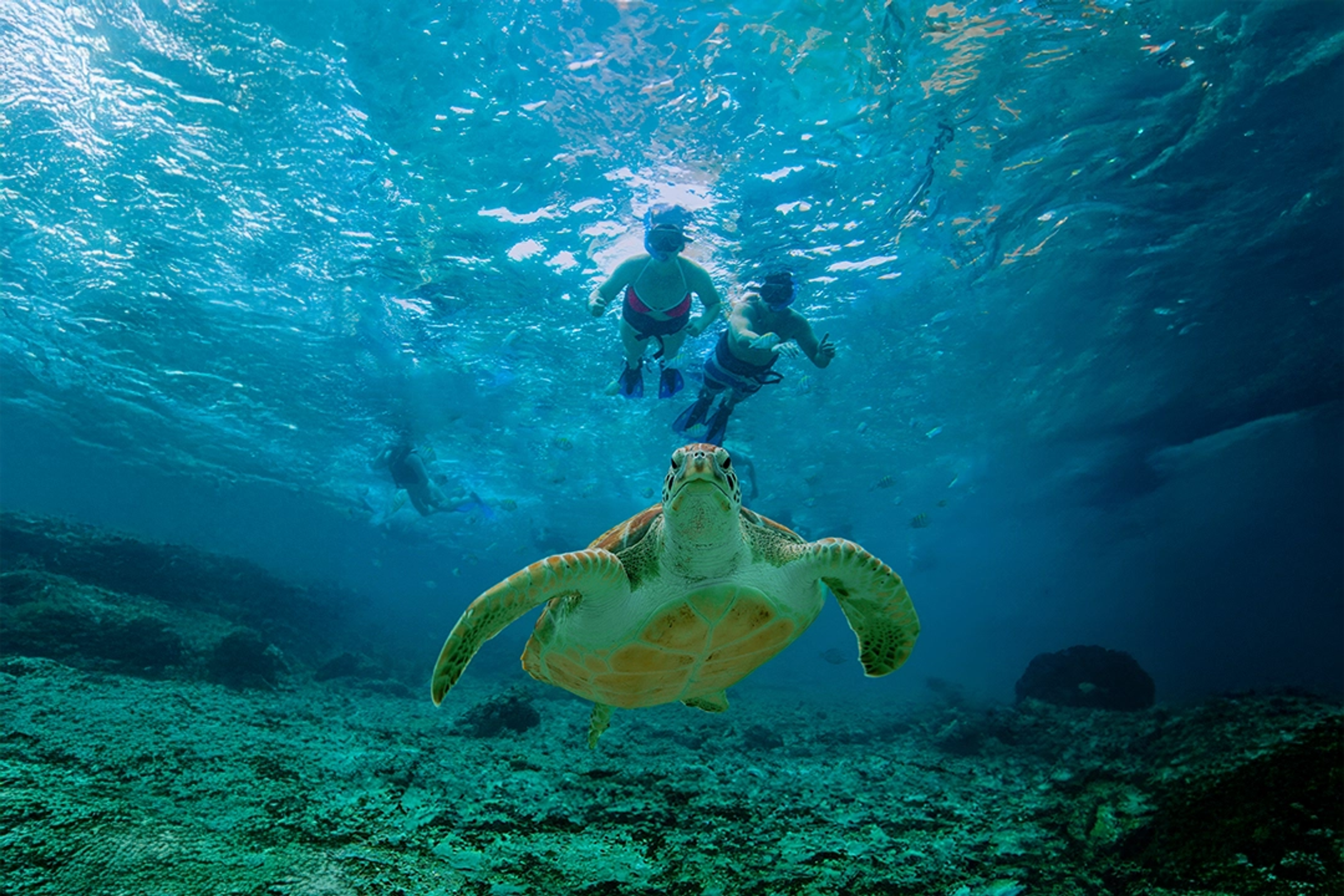 A sea turtle swims close to the camera while snorkelers explore the clear blue waters and marine life behind it.