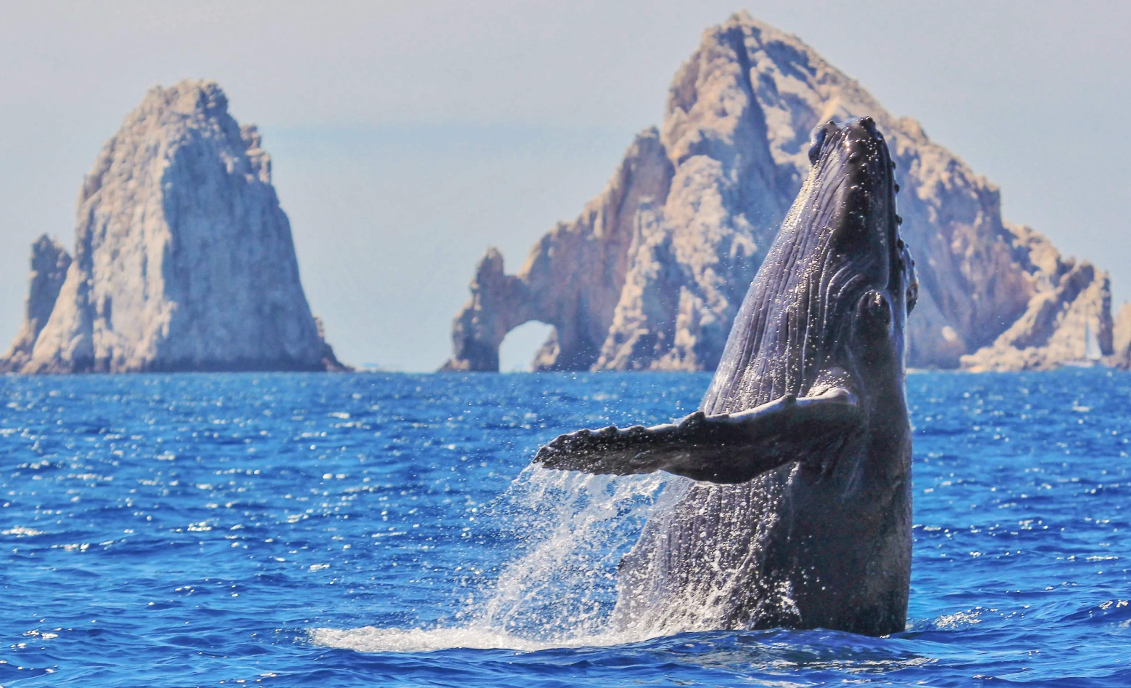 Una ballena jorobada emerge en Cabo San Lucas, con el icónico Arco y formaciones rocosas escarpadas de fondo.