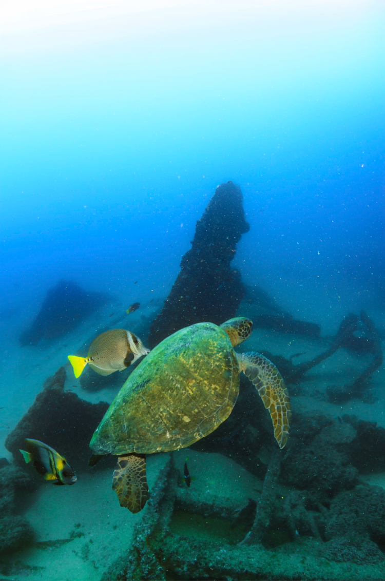 A sea turtle swims near a sunken shipwreck, accompanied by colorful fish, against the deep blue ocean backdrop.