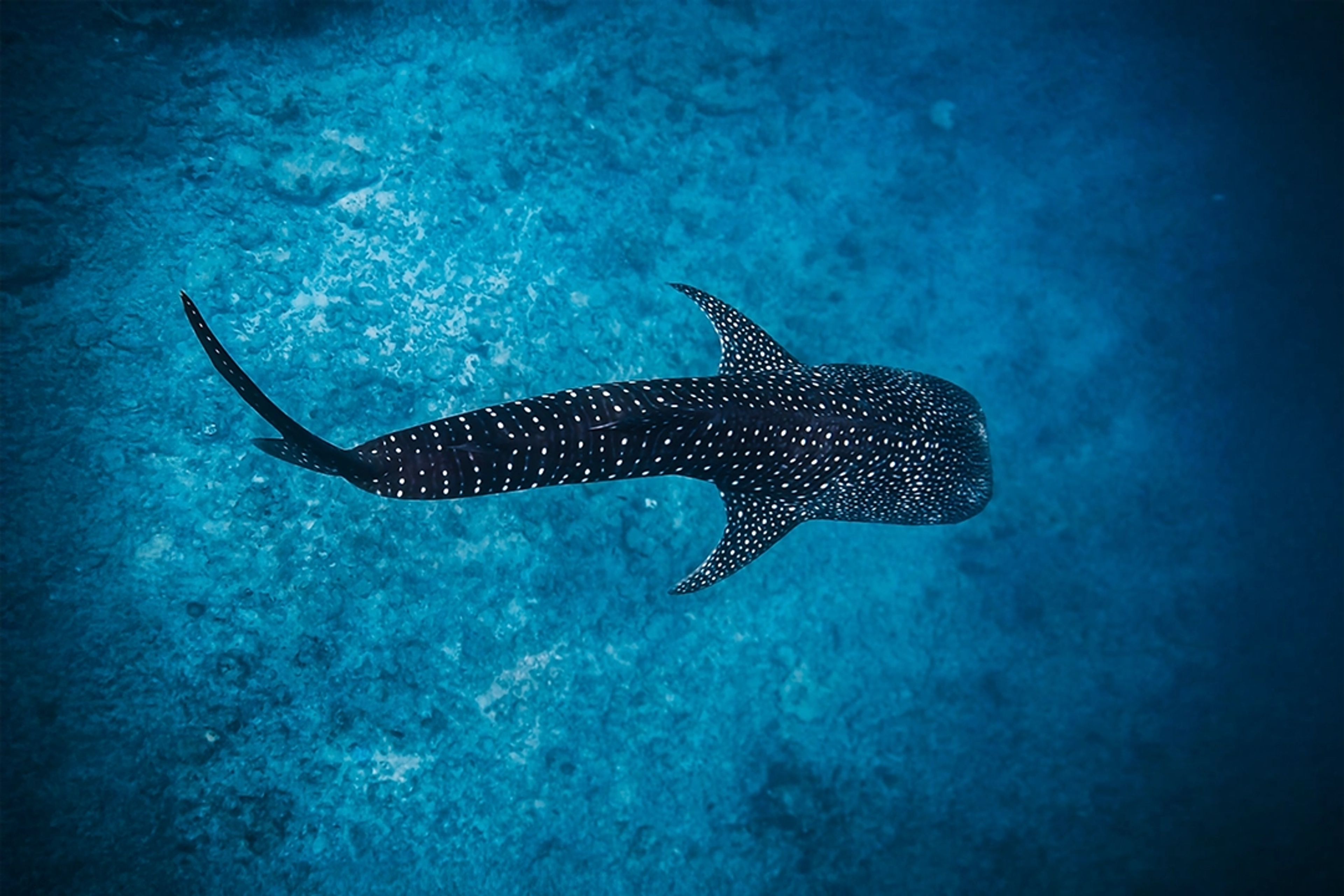 Un majestuoso tiburón ballena se desliza elegantemente por aguas azul profundo, mostrando su patrón de manchas único.