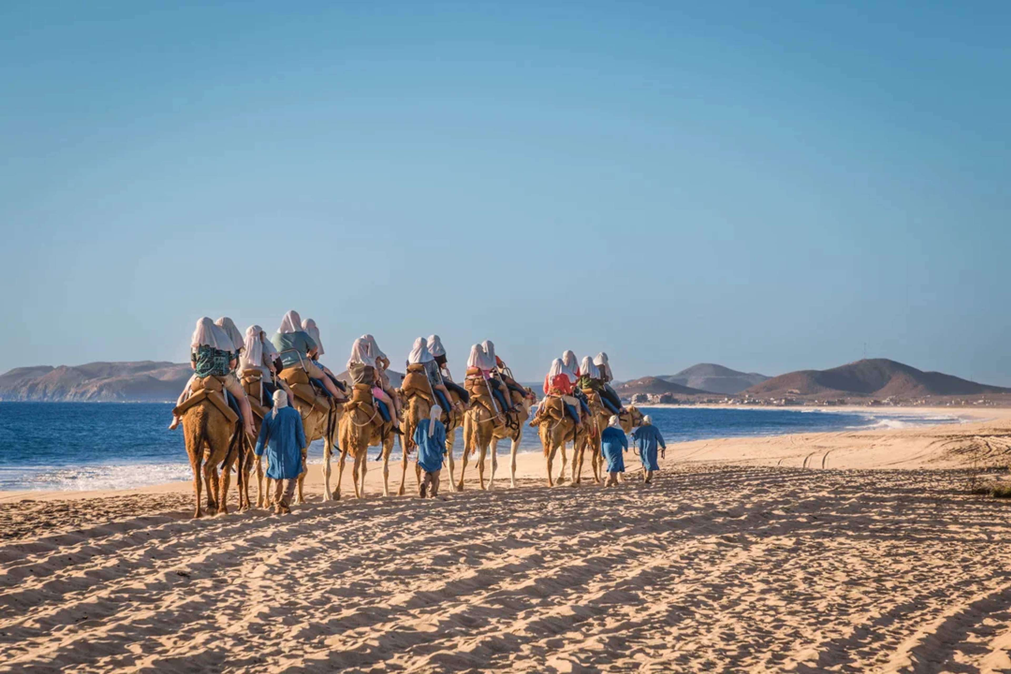 Group rides camels along a sandy beach in Cabo, guided by locals under a clear blue sky.