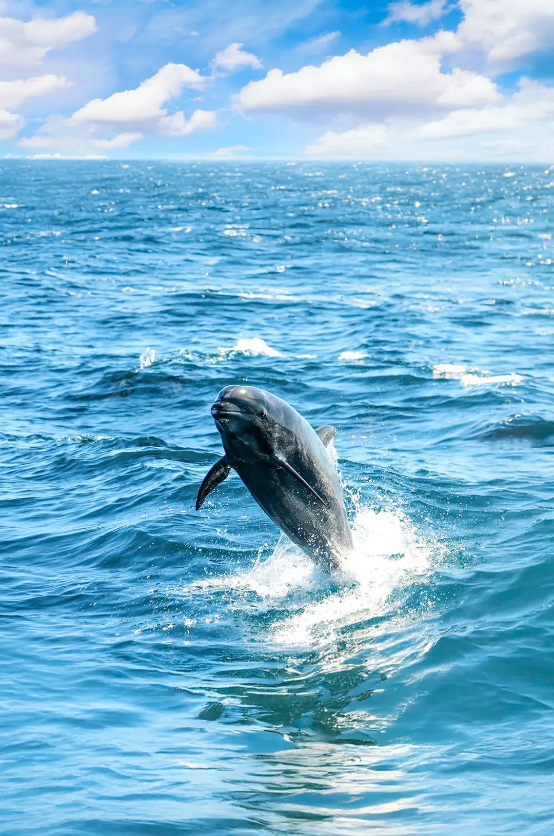 Bottlenose dolphin jumping out of the Sea of Cortez under the bright blue sky of Baja.