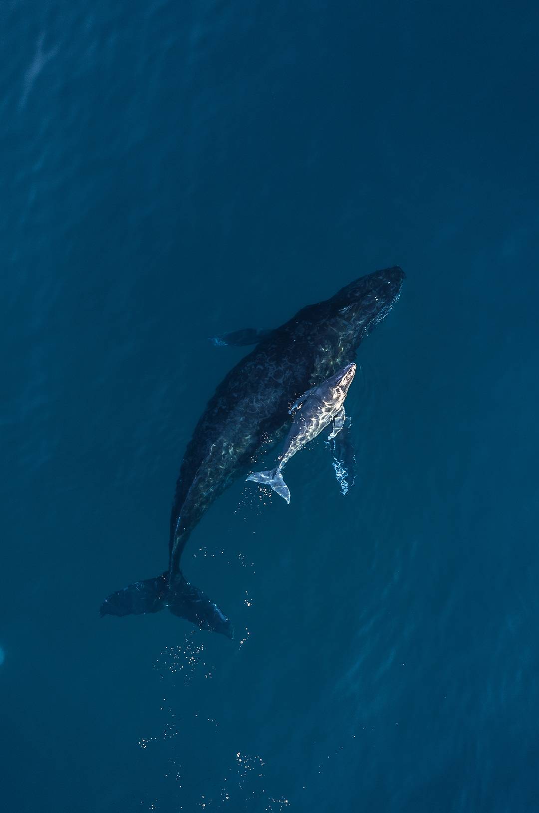 Ballena jorobada y su cría nadando en Los Cabos, un momento impresionante del combo Delfines + Whales.