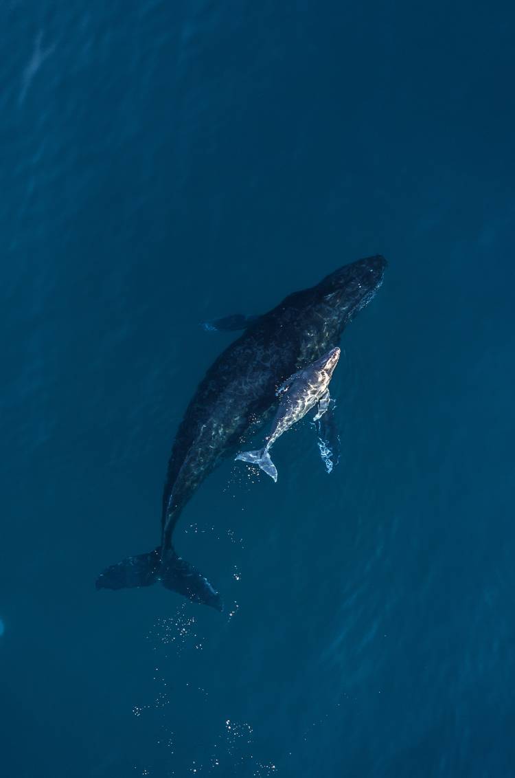 Humpback whale and calf swimming in Los Cabos waters, a breathtaking wildlife moment from the Dolphins + Whales combo.
