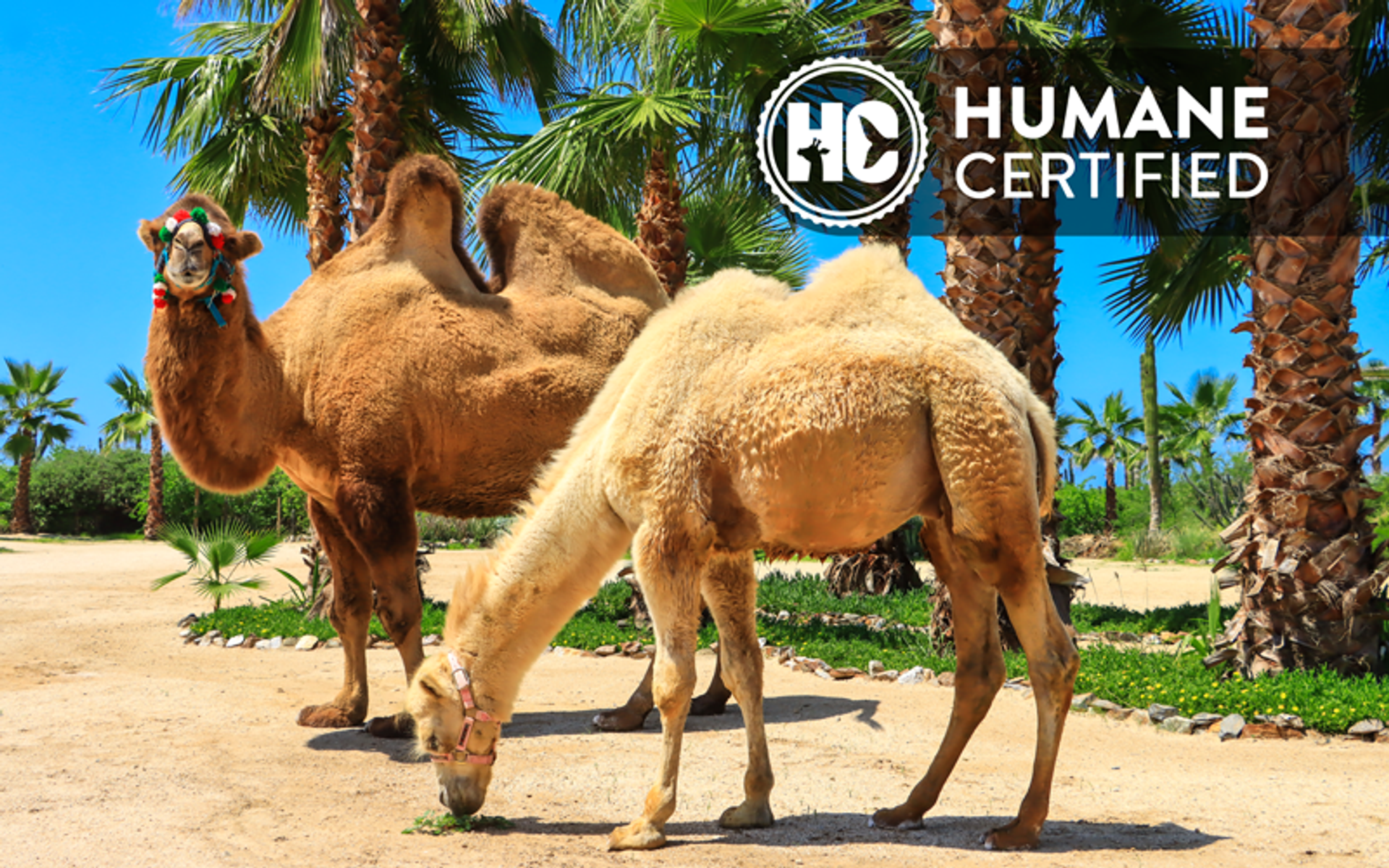 Dos camellos en un sendero arenoso con palmeras. Uno mira a la cámara y el otro pasta. Logo "Humane Certified" en la esquina superior derecha.