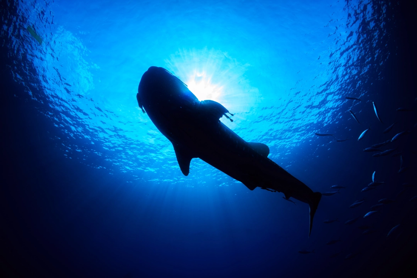Are There Sharks in Cabo?