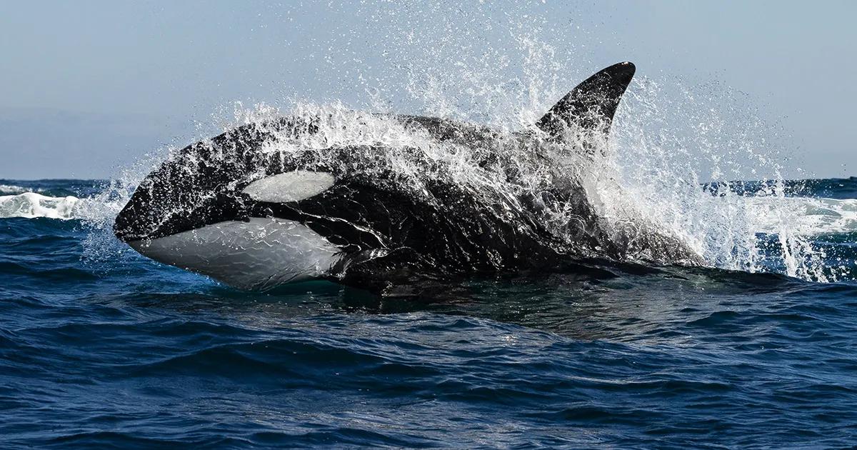 Swimming with Orcas in Cabo: Frequently Asked Questions
