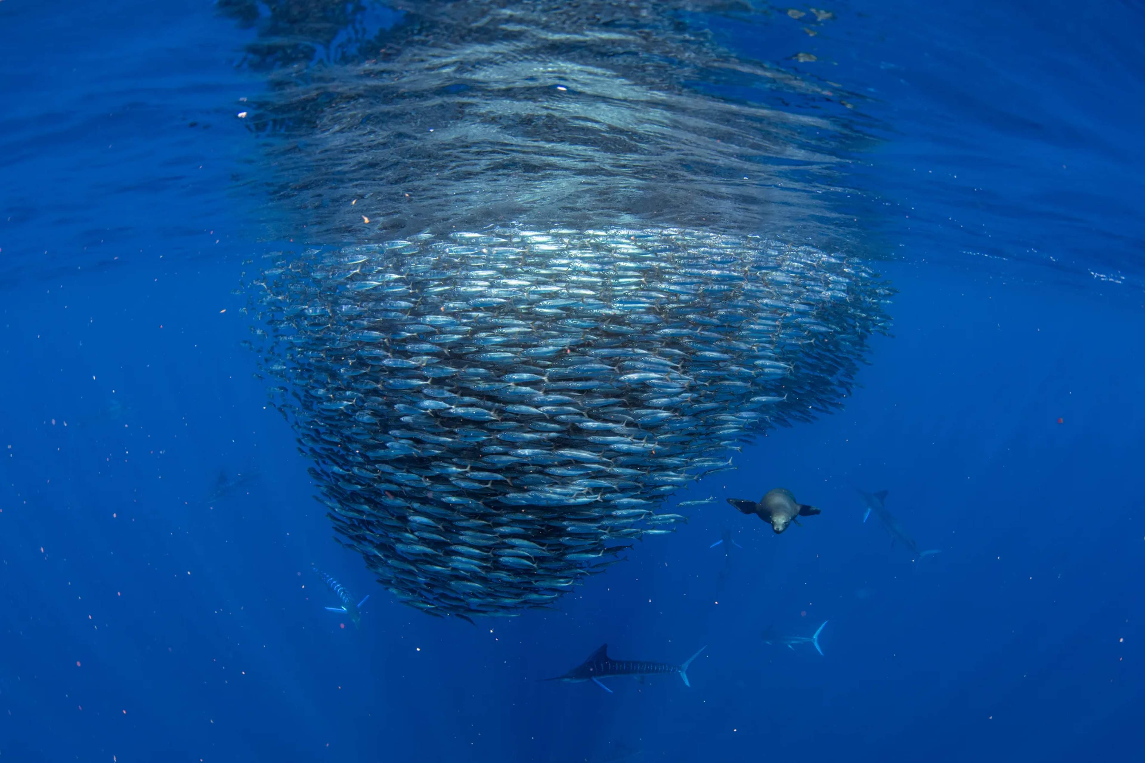 A dense bait ball of fish surrounded by sea lions and sharks in the deep blue ocean off Cabo Pulmo.