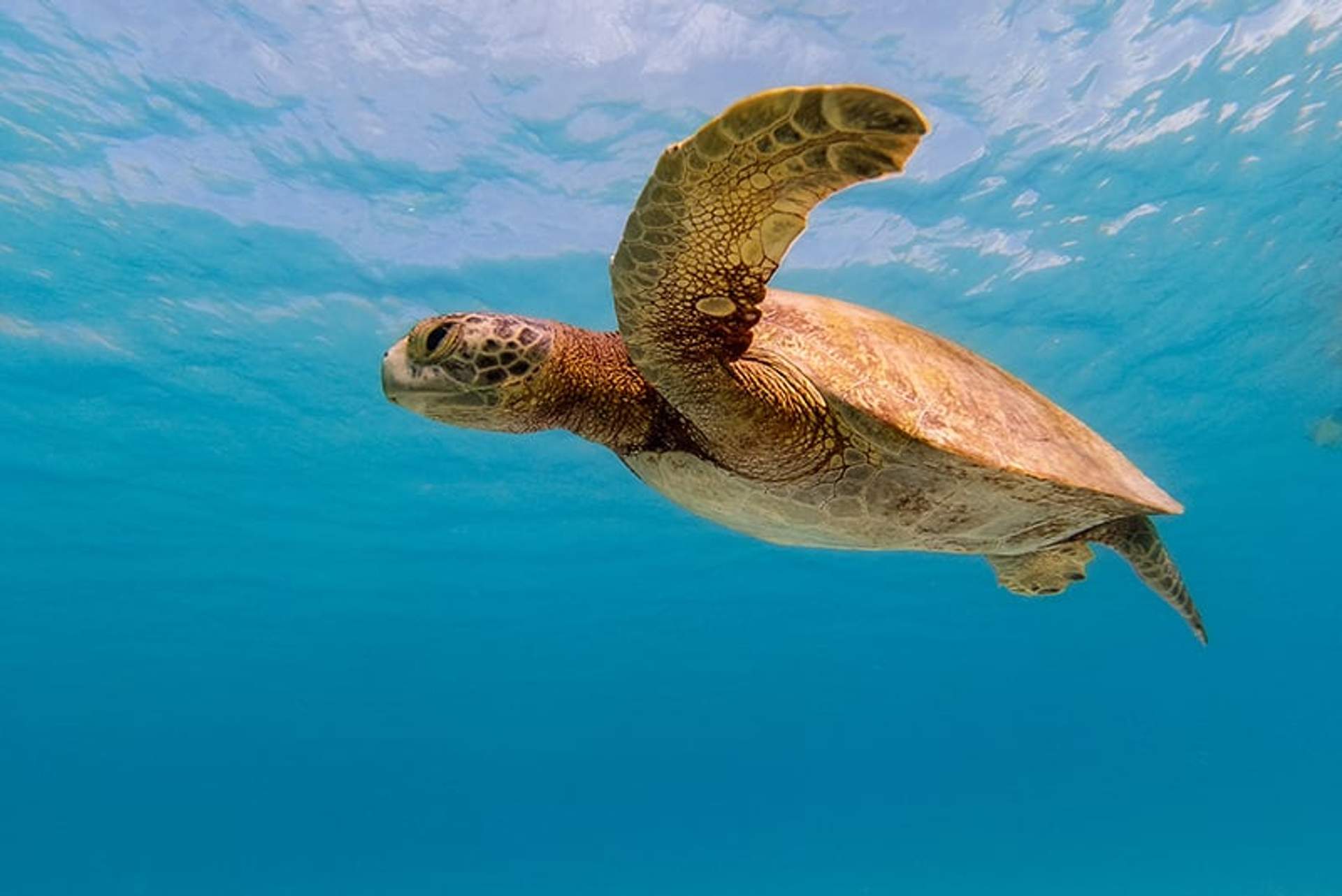 Una tortuga marina nadando con gracia bajo el agua, con un fondo claro del océano azul. Las aletas de la tortuga están extendidas y su caparazón texturizado es claramente visible contra la vibrante escena acuática.
