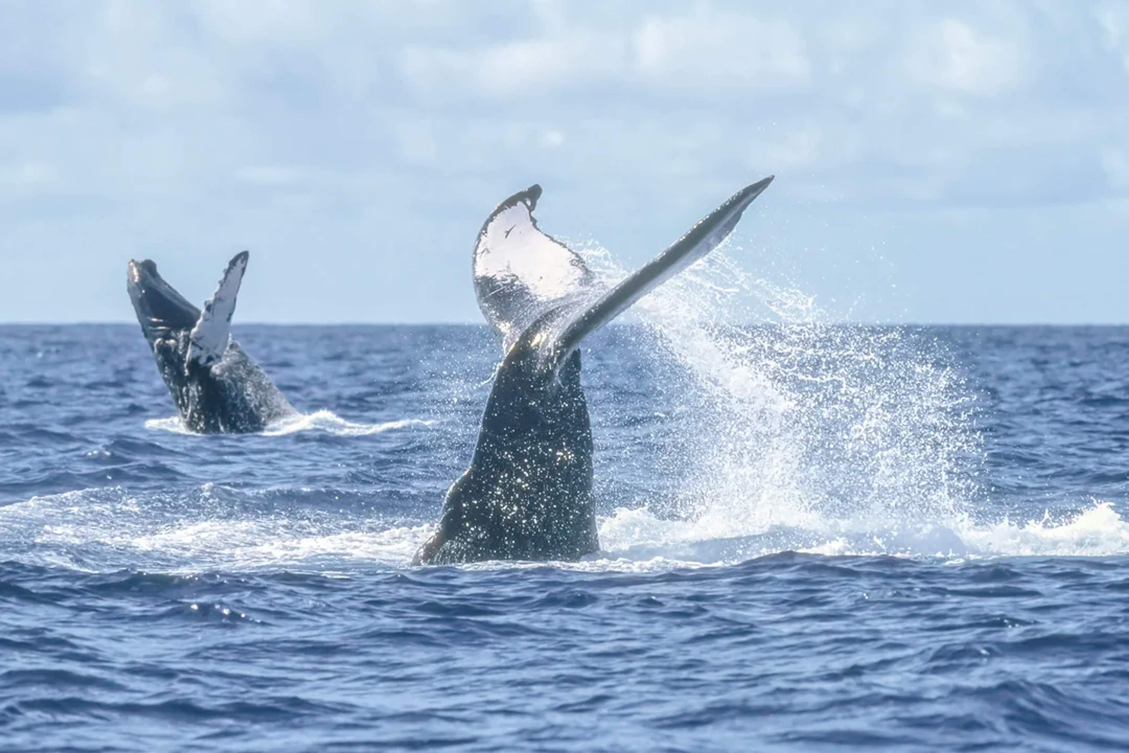 Two humpback whales splash their tails above the ocean surface on a clear, sunny day.