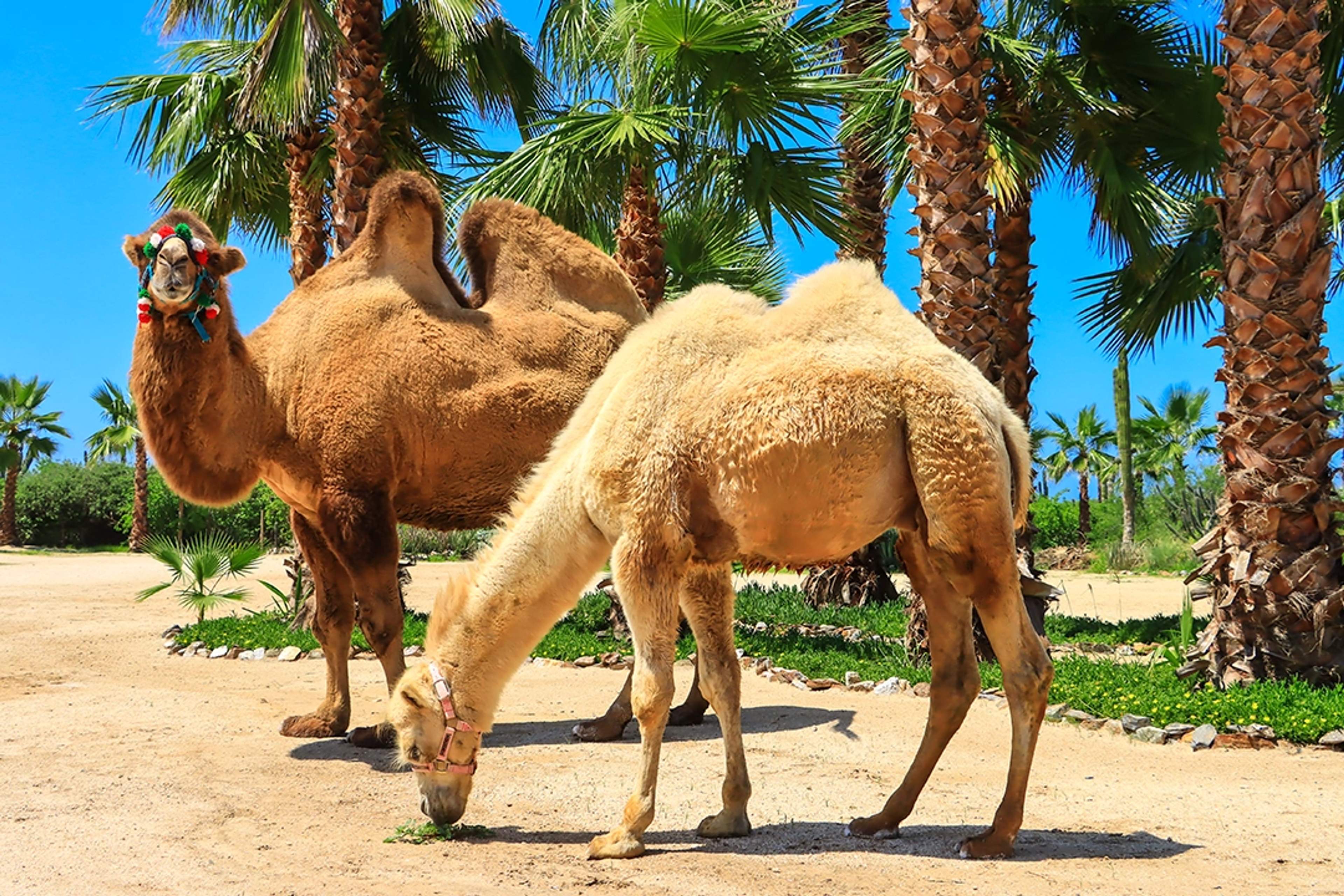 Dos camellos, uno pastando y el otro decorado con adornos coloridos, entre palmeras en un día soleado.