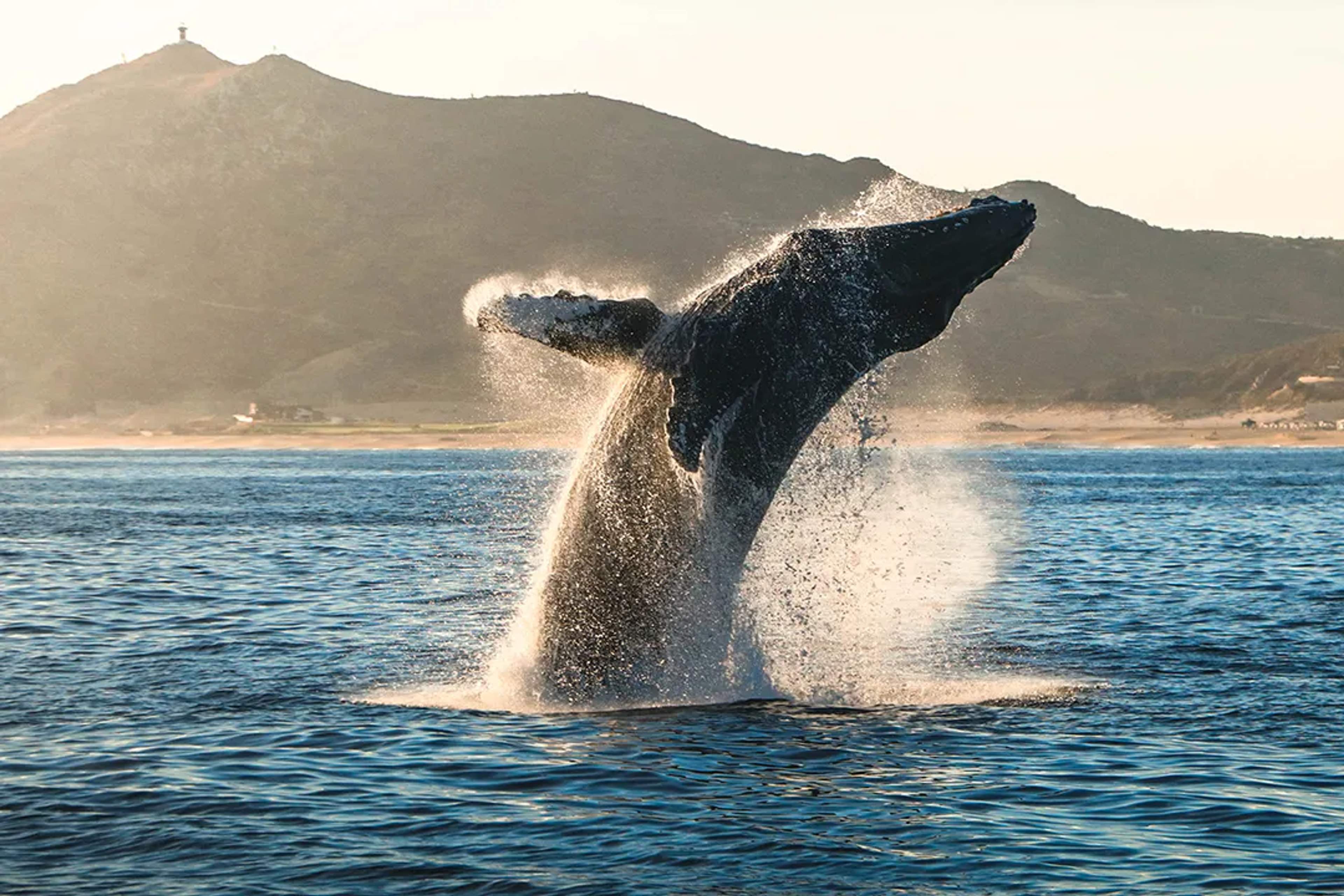 Humpback whale breaching in Los Cabos during whale watching season with ocean and desert backdrop