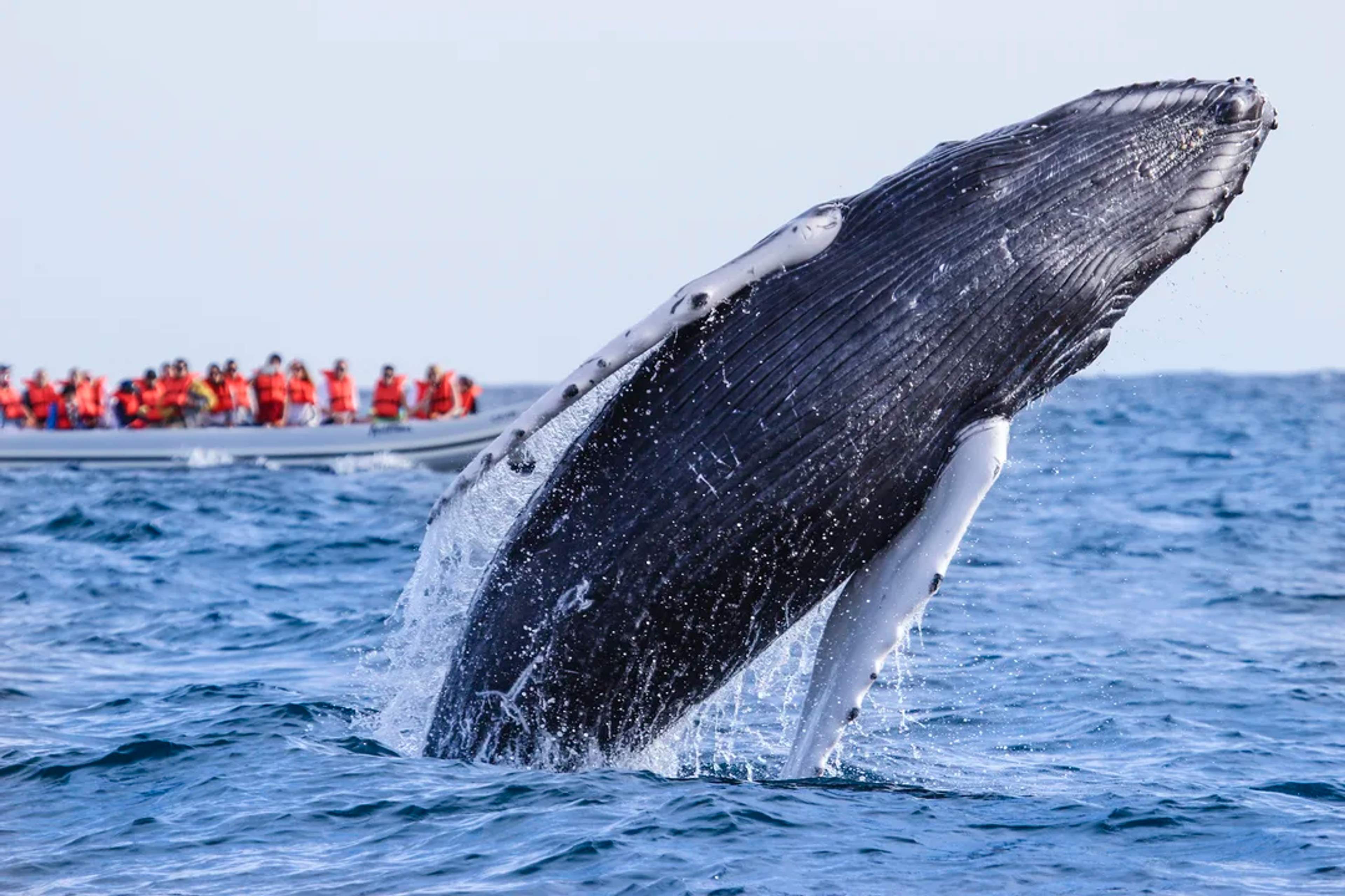 A humpback whale breaches near a boat full of amazed tourists wearing bright orange life vests.