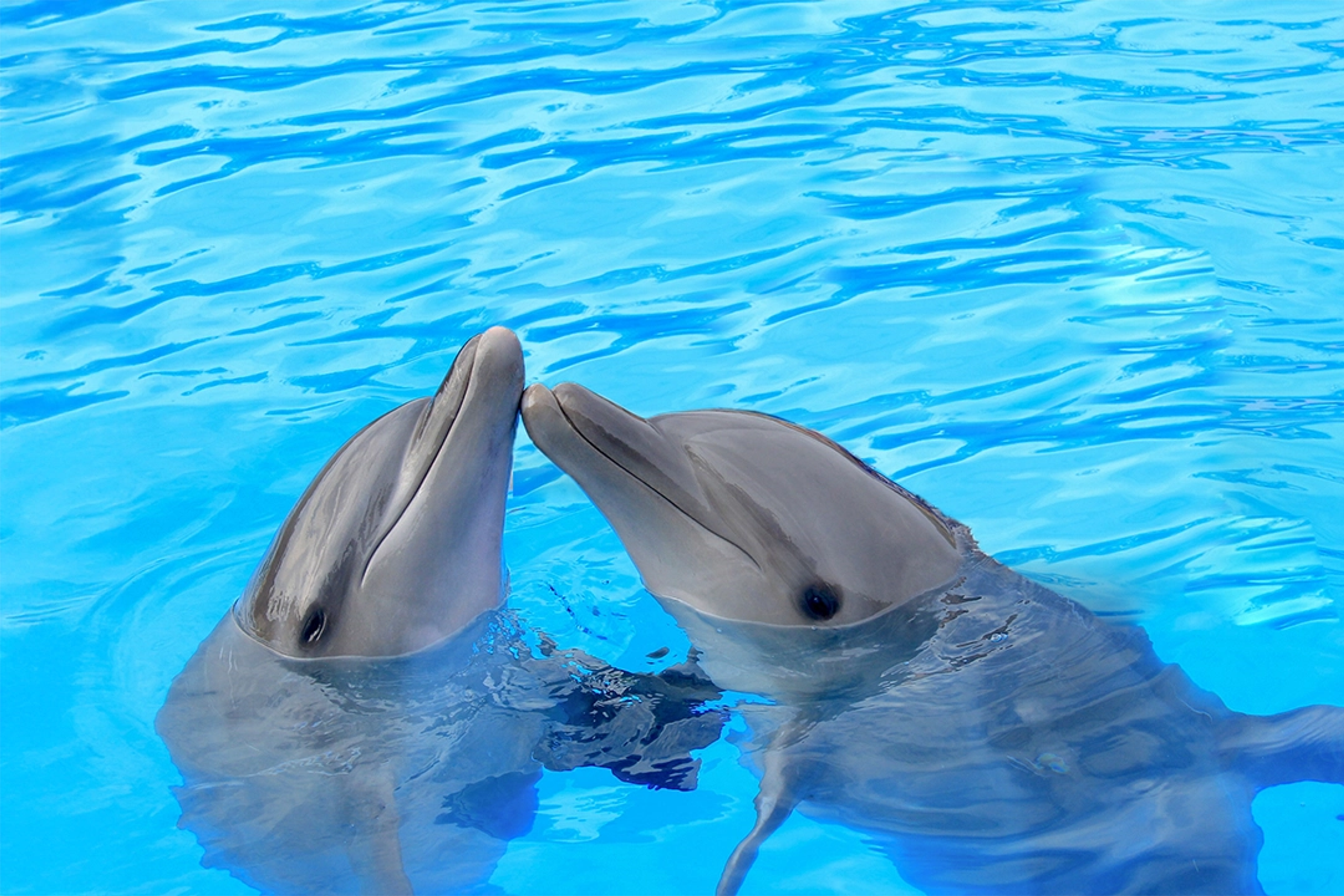 Two dolphins touch noses playfully in a bright blue pool, showcasing their bond and playful nature.