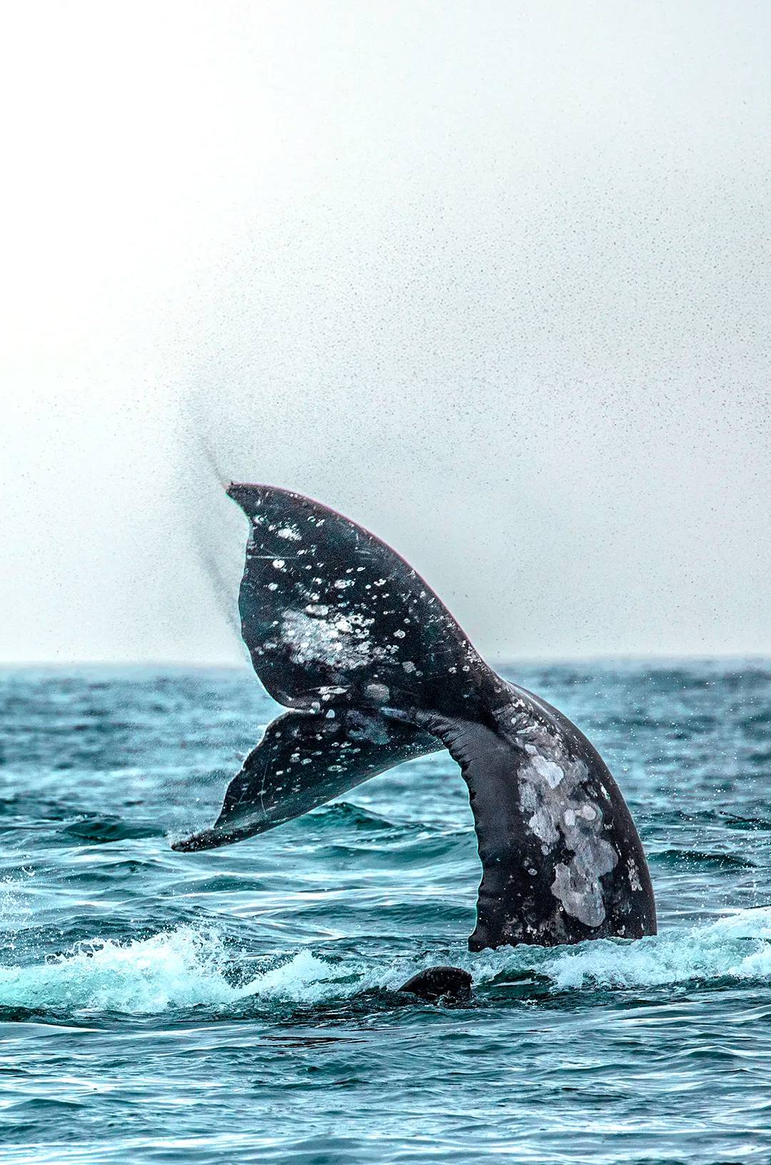 The tail of a gray whale splashes as it dives into the ocean, surrounded by mist and waves.